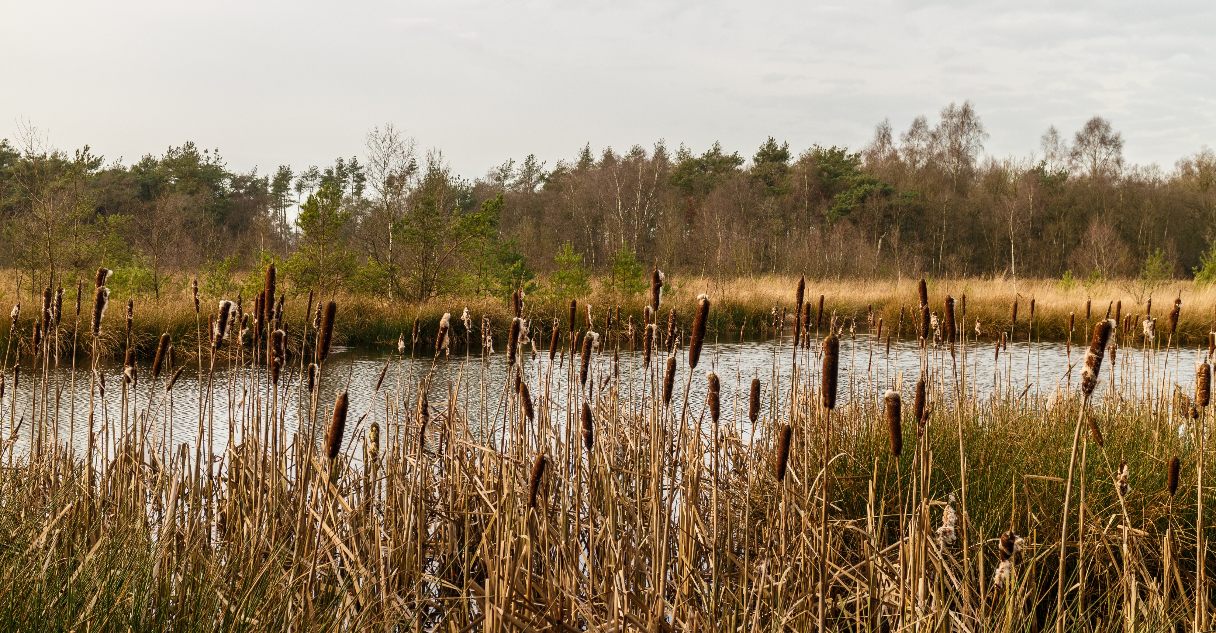 Diakonievene. Natuurgebied van It Fryske Gea 31
