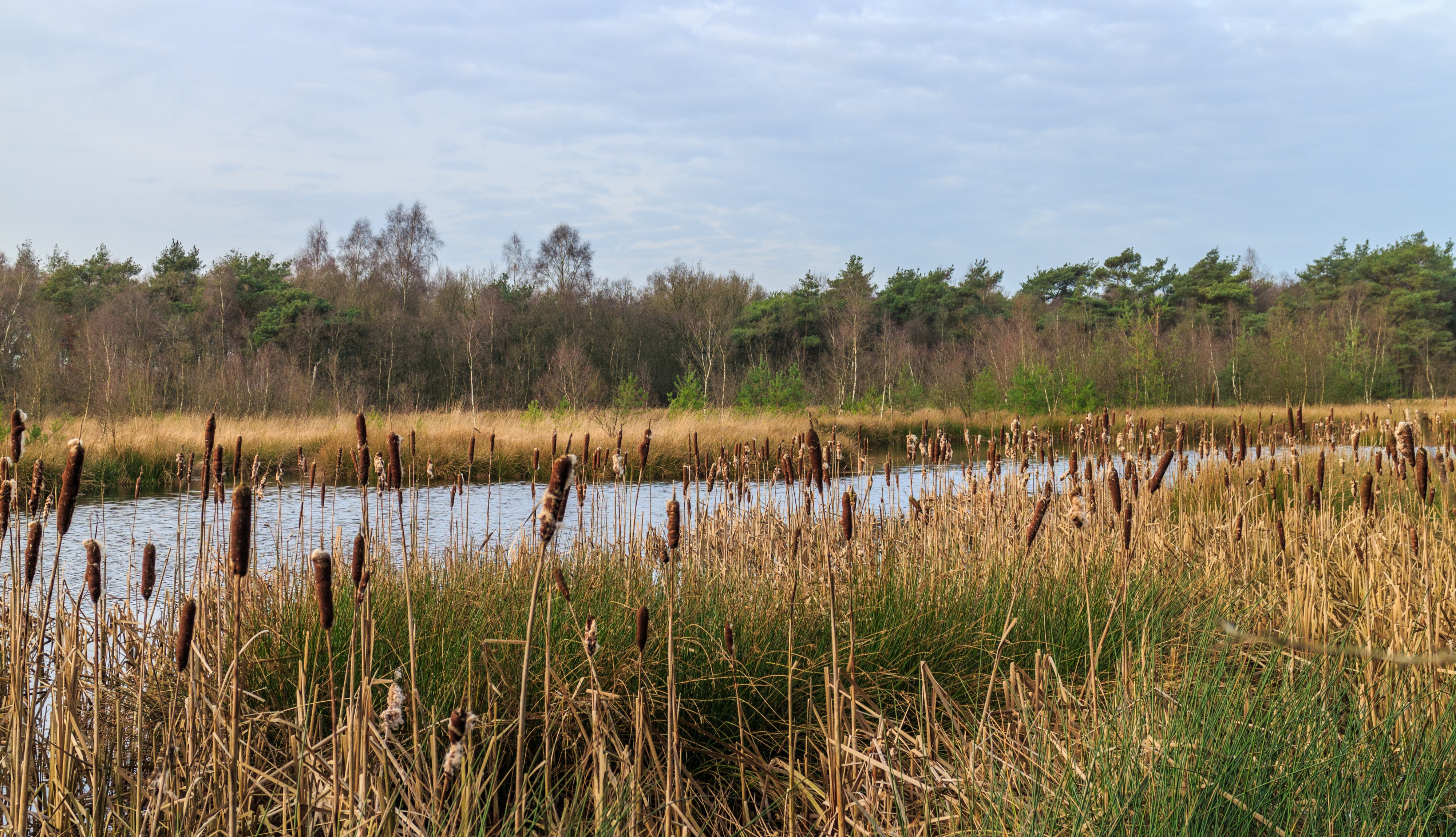 Diakonievene. Natuurgebied van It Fryske Gea 32