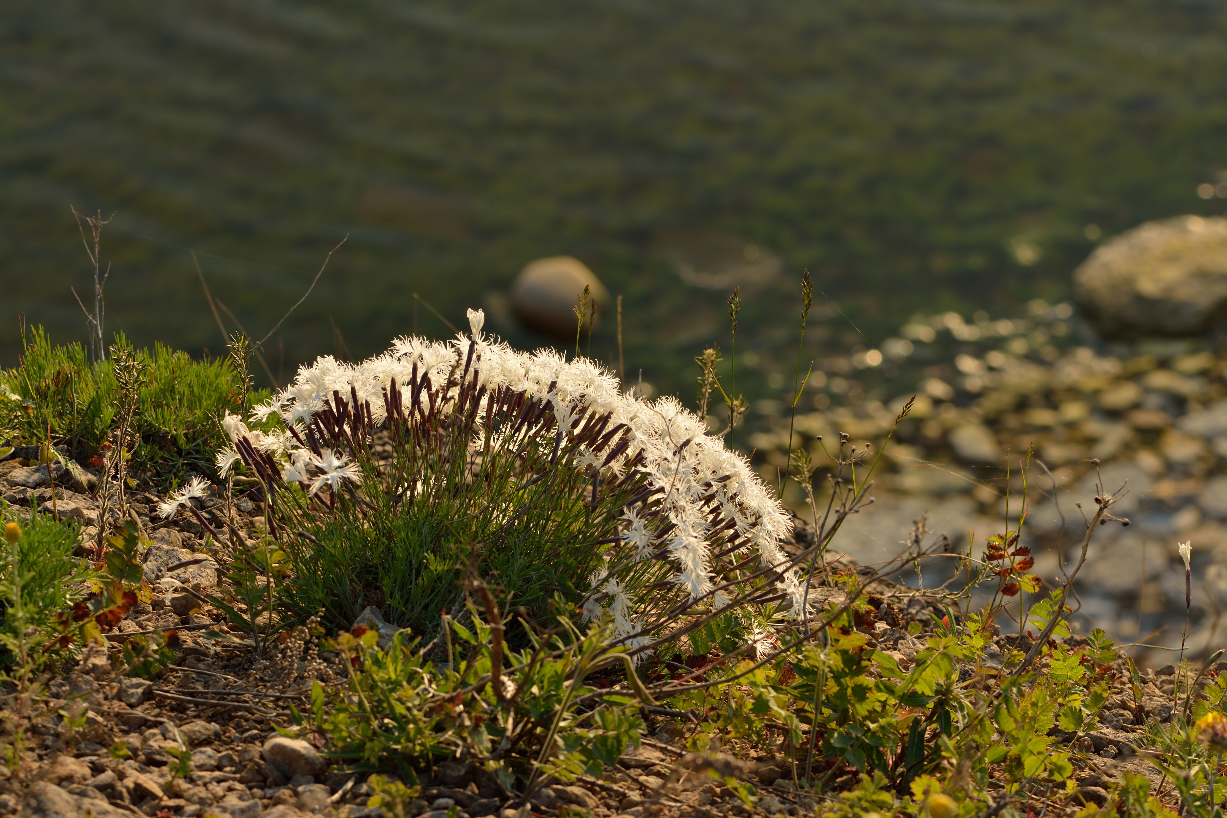 Dianthus arenarius arenarius - nõmmnelk Pakri2