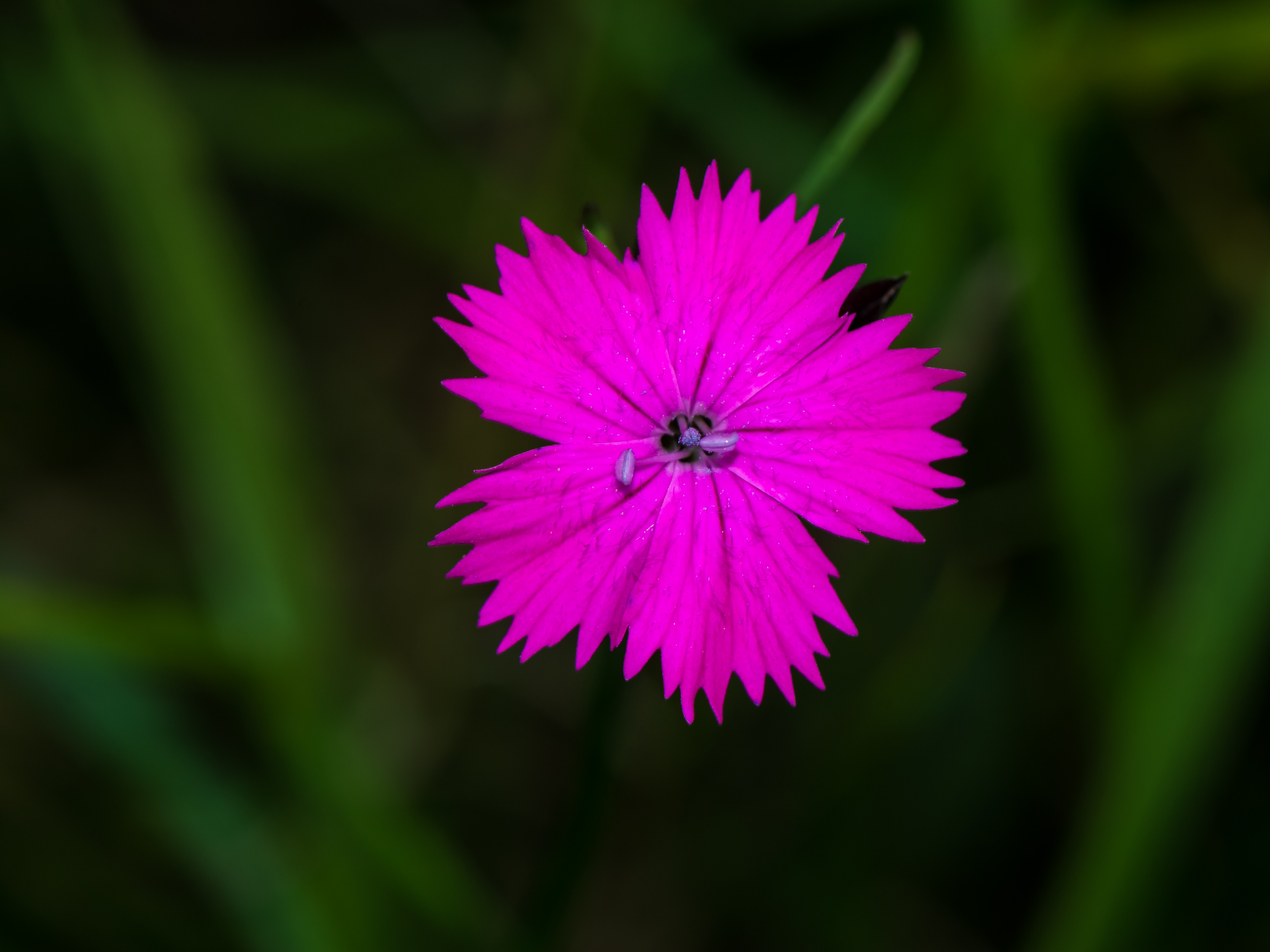 Dianthus carthusianorum Neulengbach 20160611 02