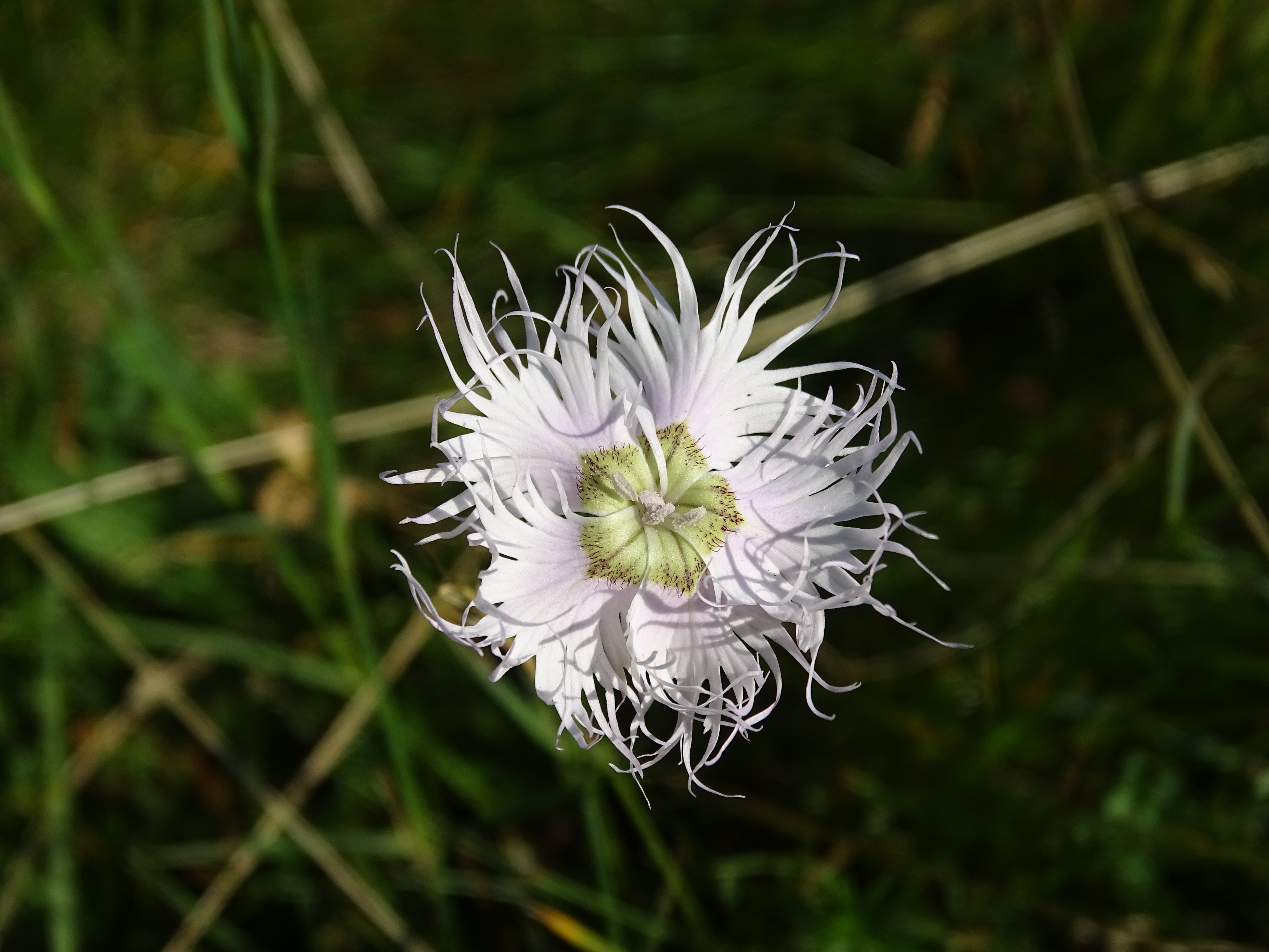 Dianthus hyssopifolius, Ariège, France