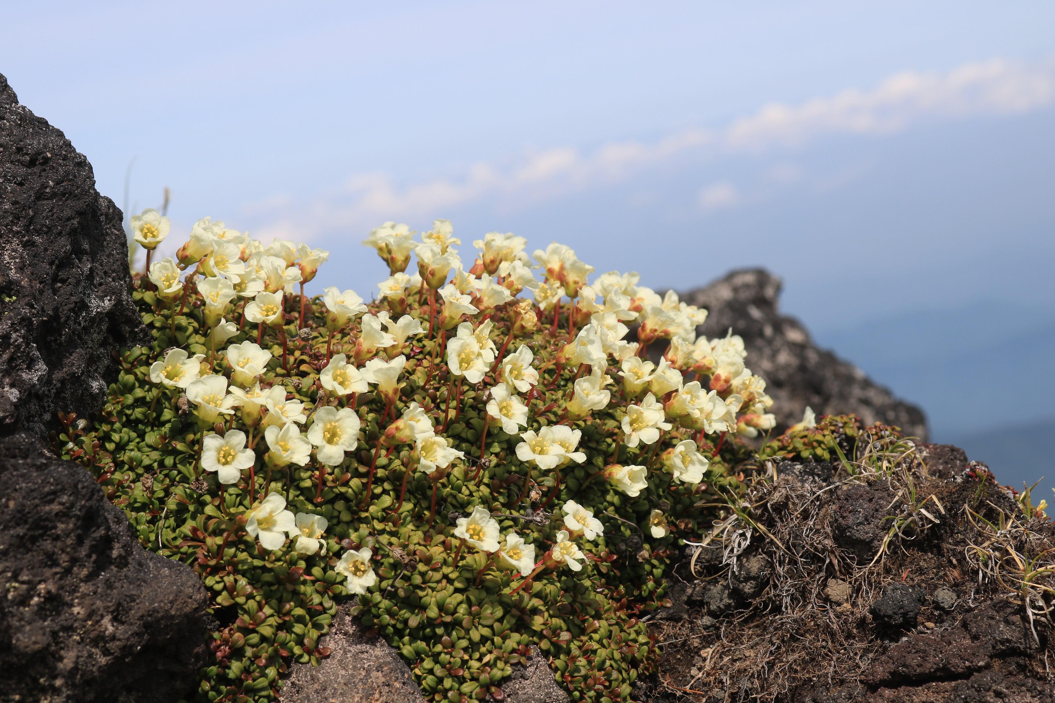 Diapensia lapponica s7