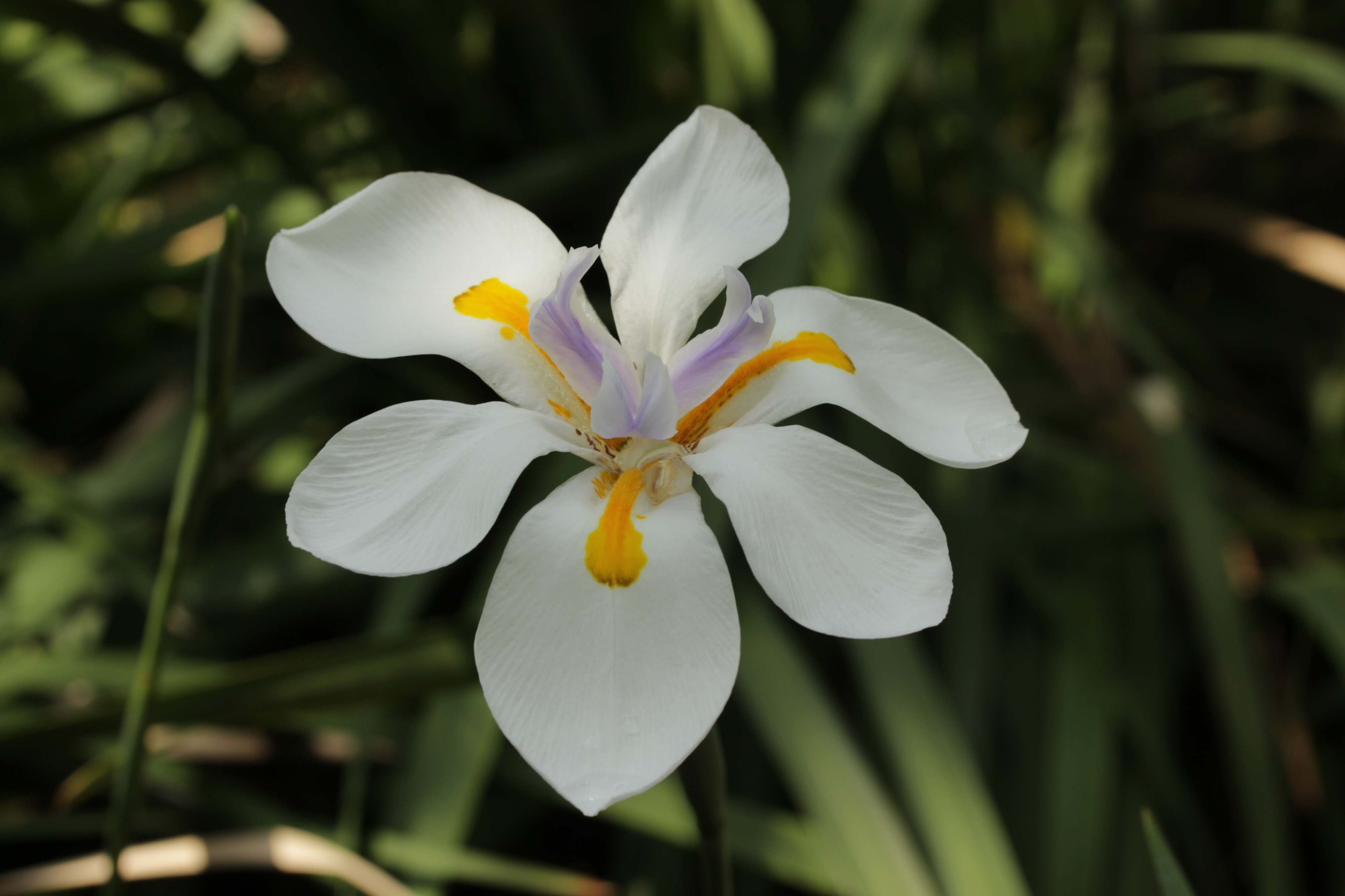 Dietes grandiflora (41464395314)