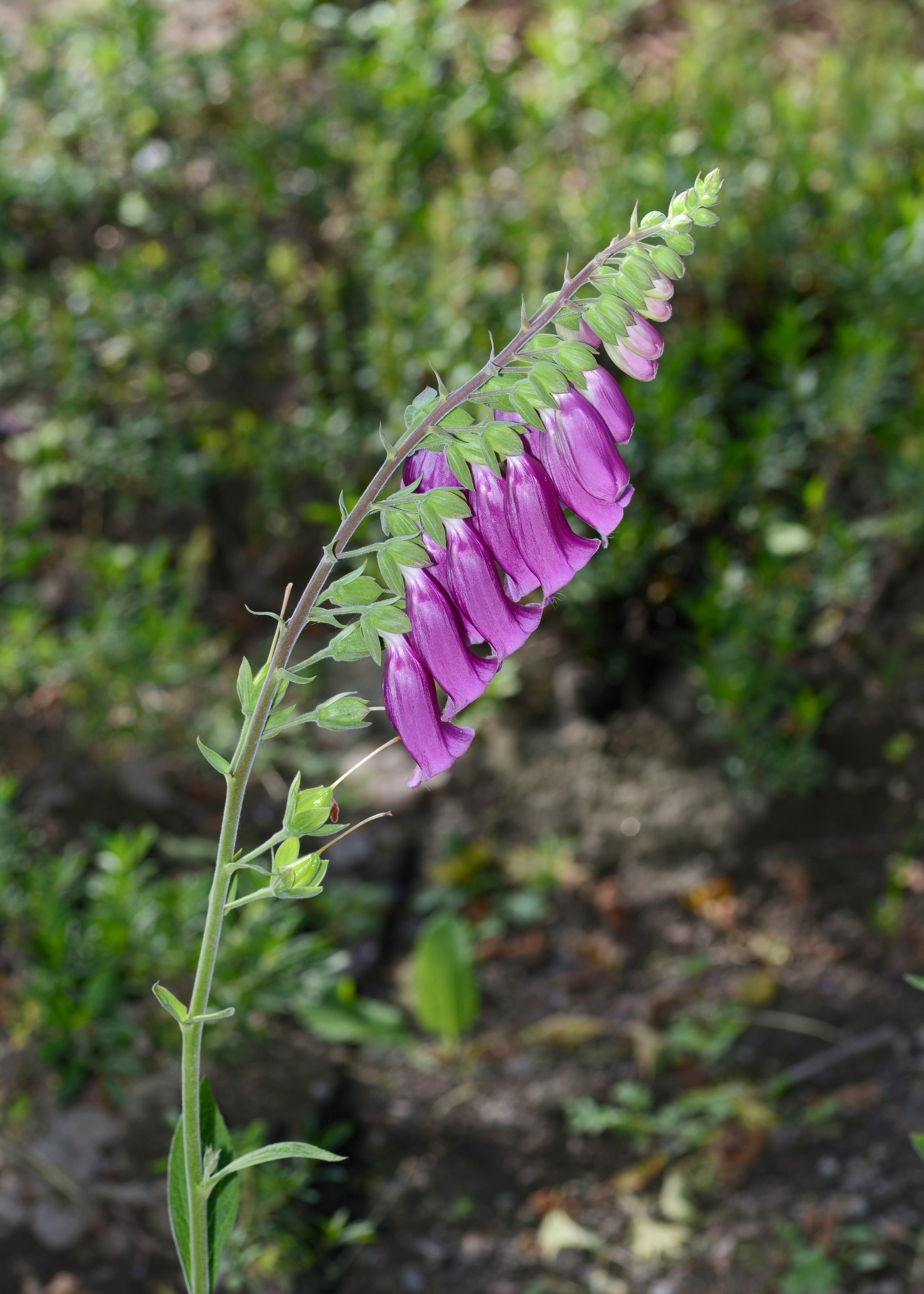 Digitalis July 2013-1