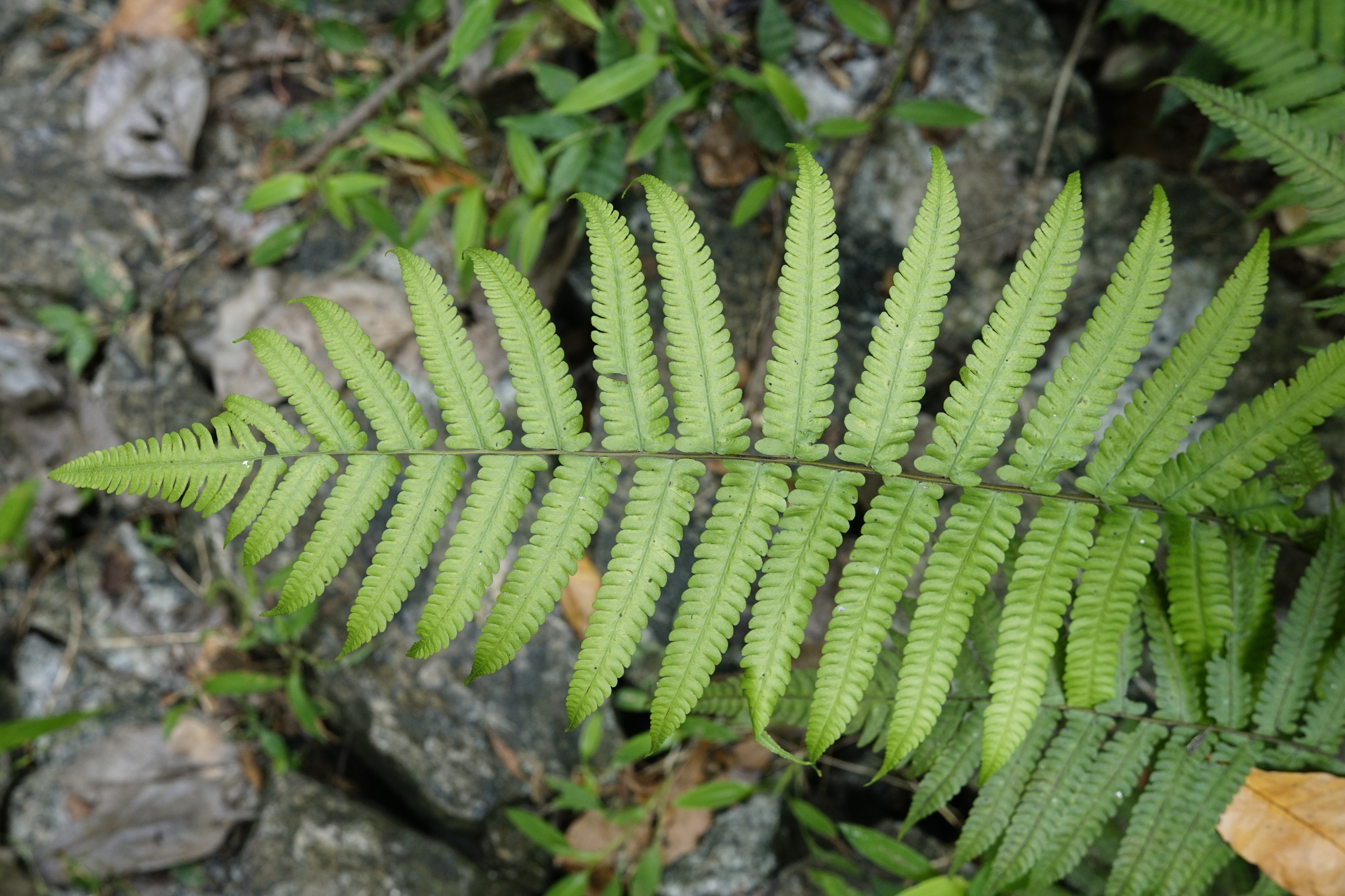 Diplazium sp 7013