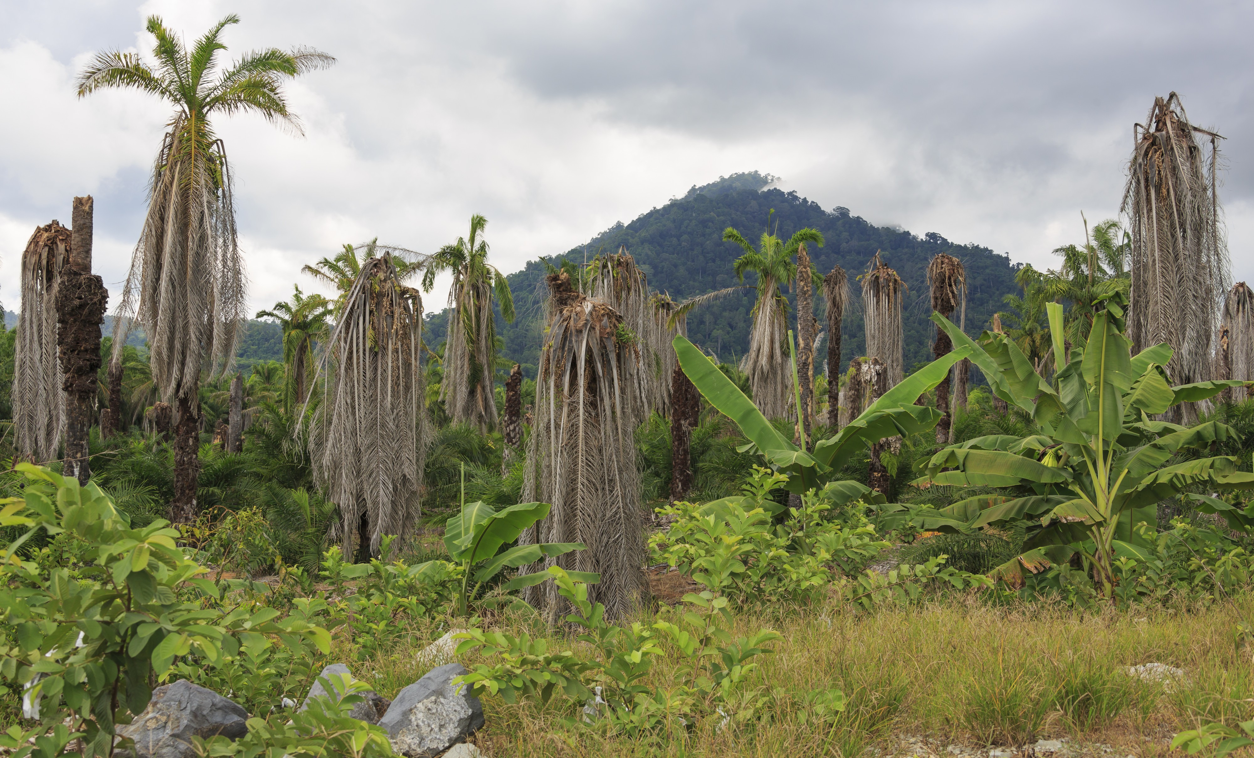 District-Kudat Sabah Poisoned-oil-palm-trees-01