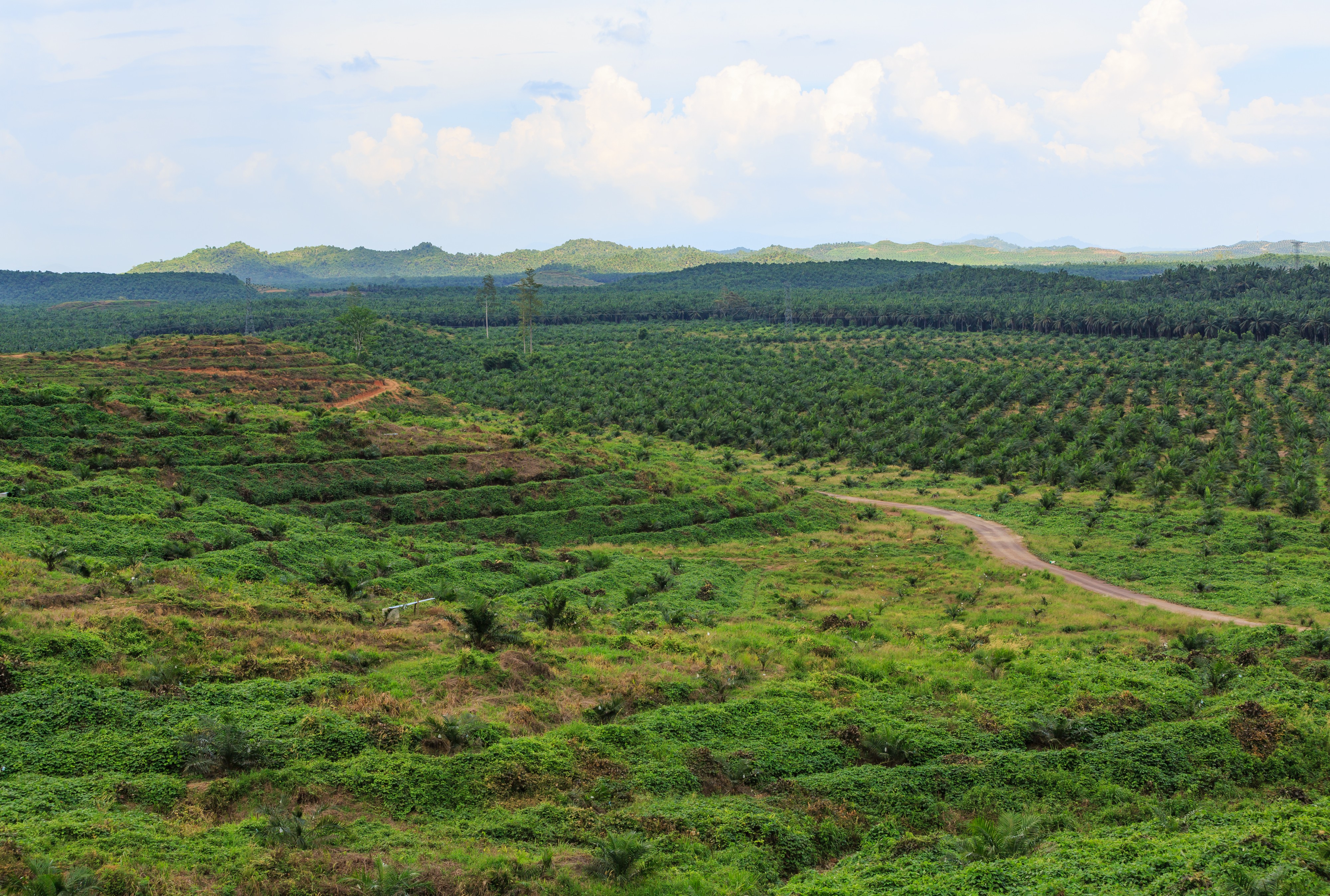 District-Kunak Sabah Palmoil-plantations-01