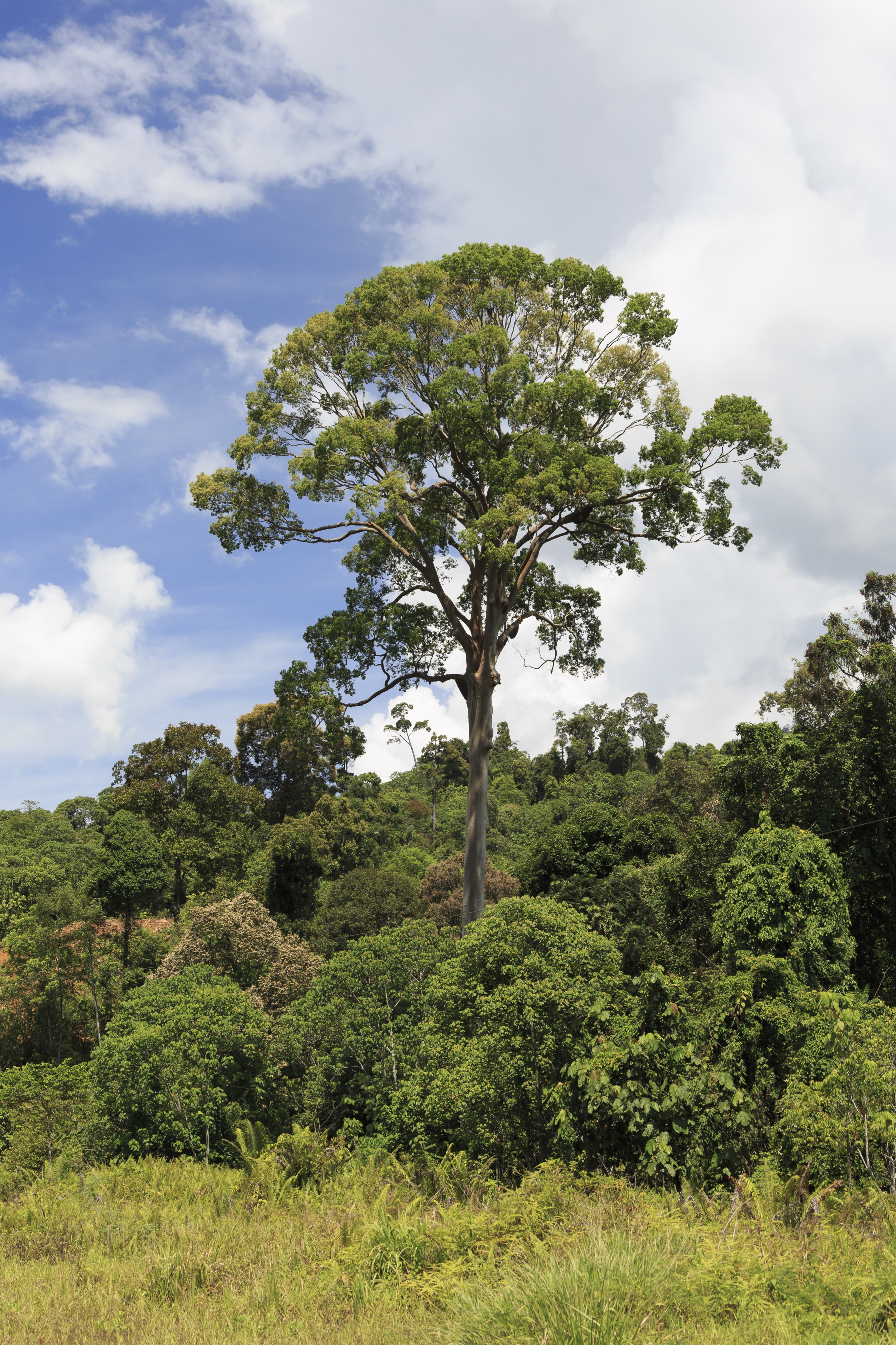 District-Tawau Sabah Menggaris-tree-at-Sapulut-Kalabakan-Road-01