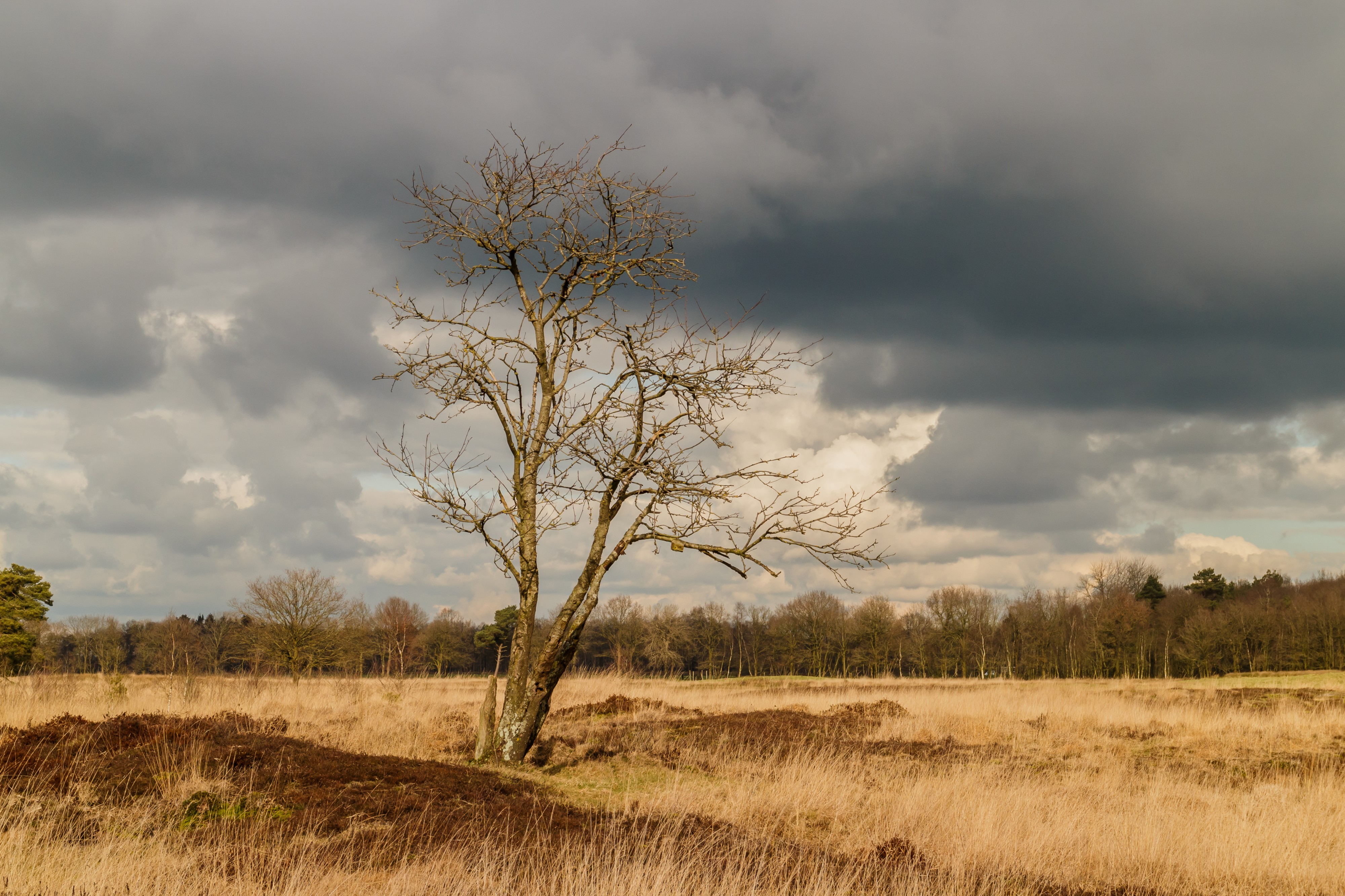 Dode solitaire boom. Locatie, natuurgebied Delleboersterheide – Catspoele