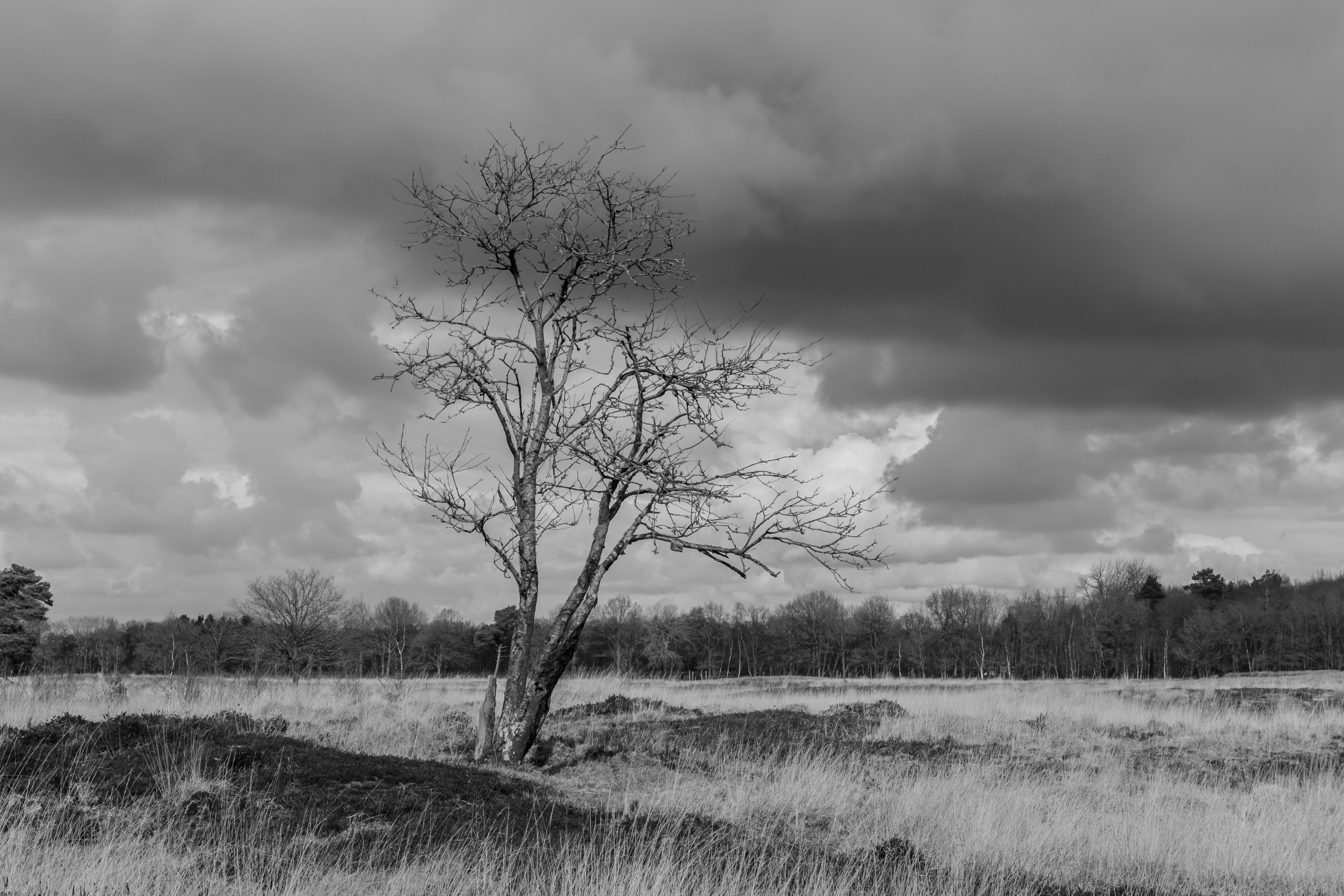Dode solitaire boom. Locatie, natuurgebied Delleboersterheide – Catspoele 02