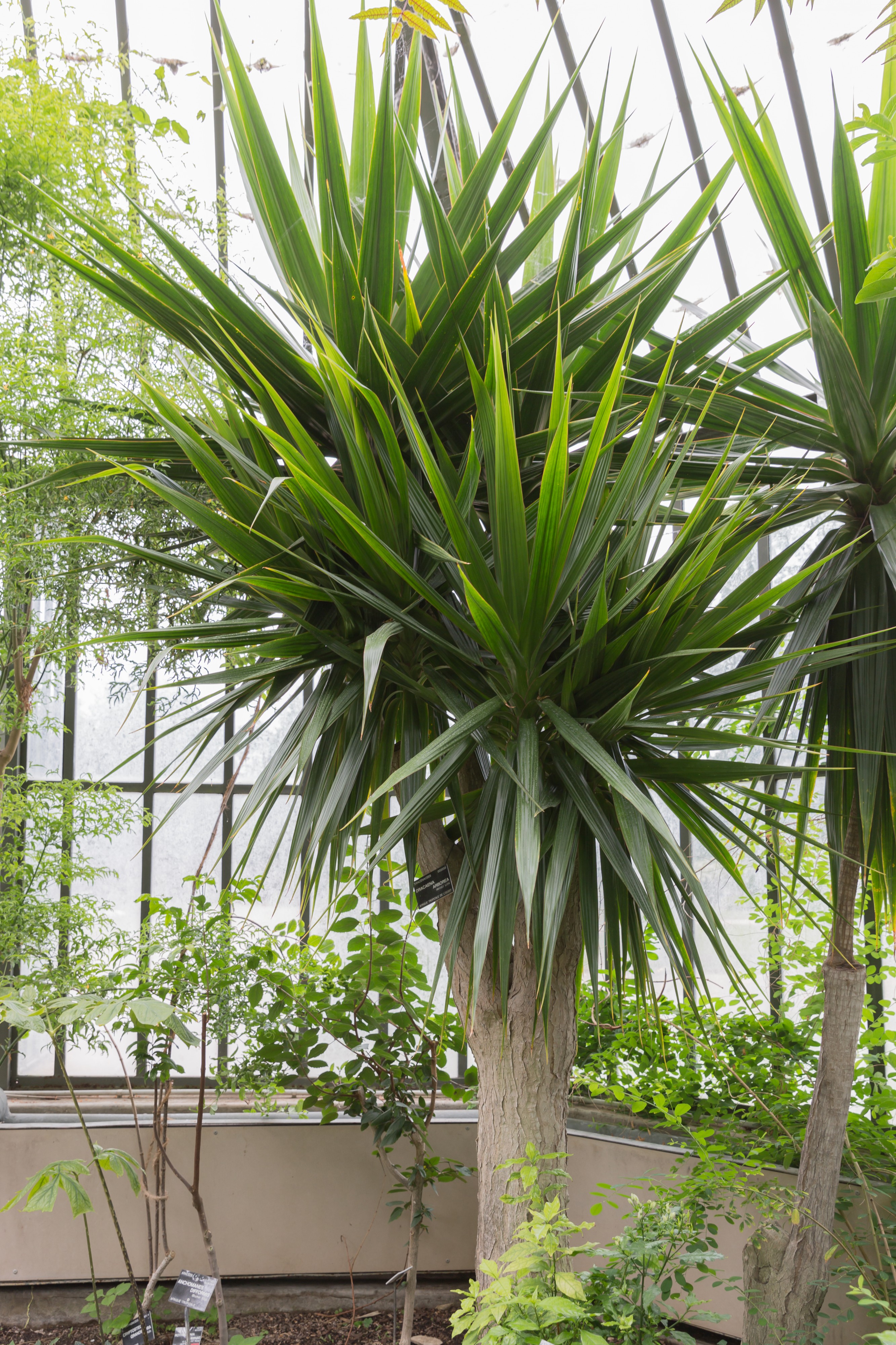 Dracaena arborea - 105