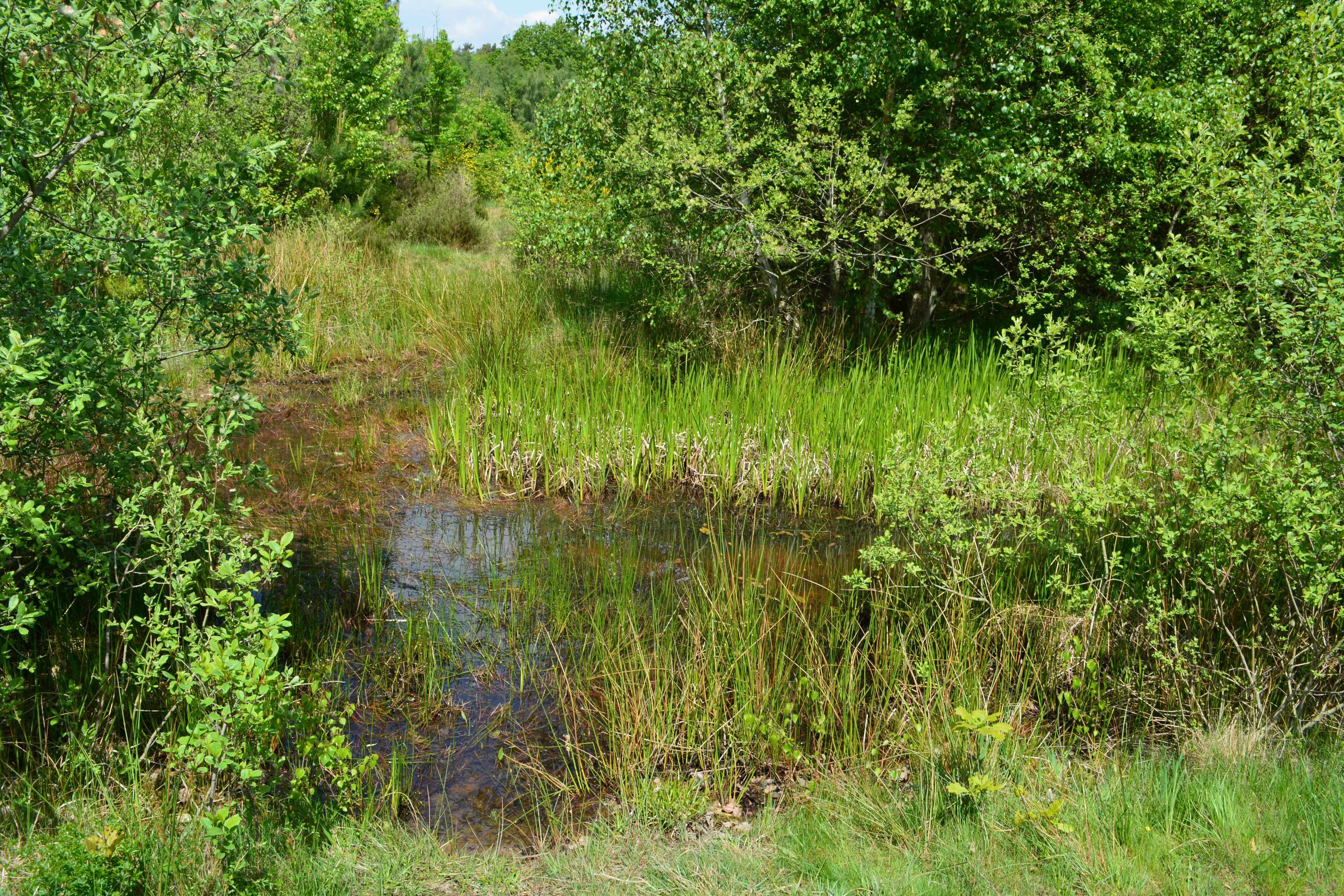Drover Heide, Kreuzau 13
