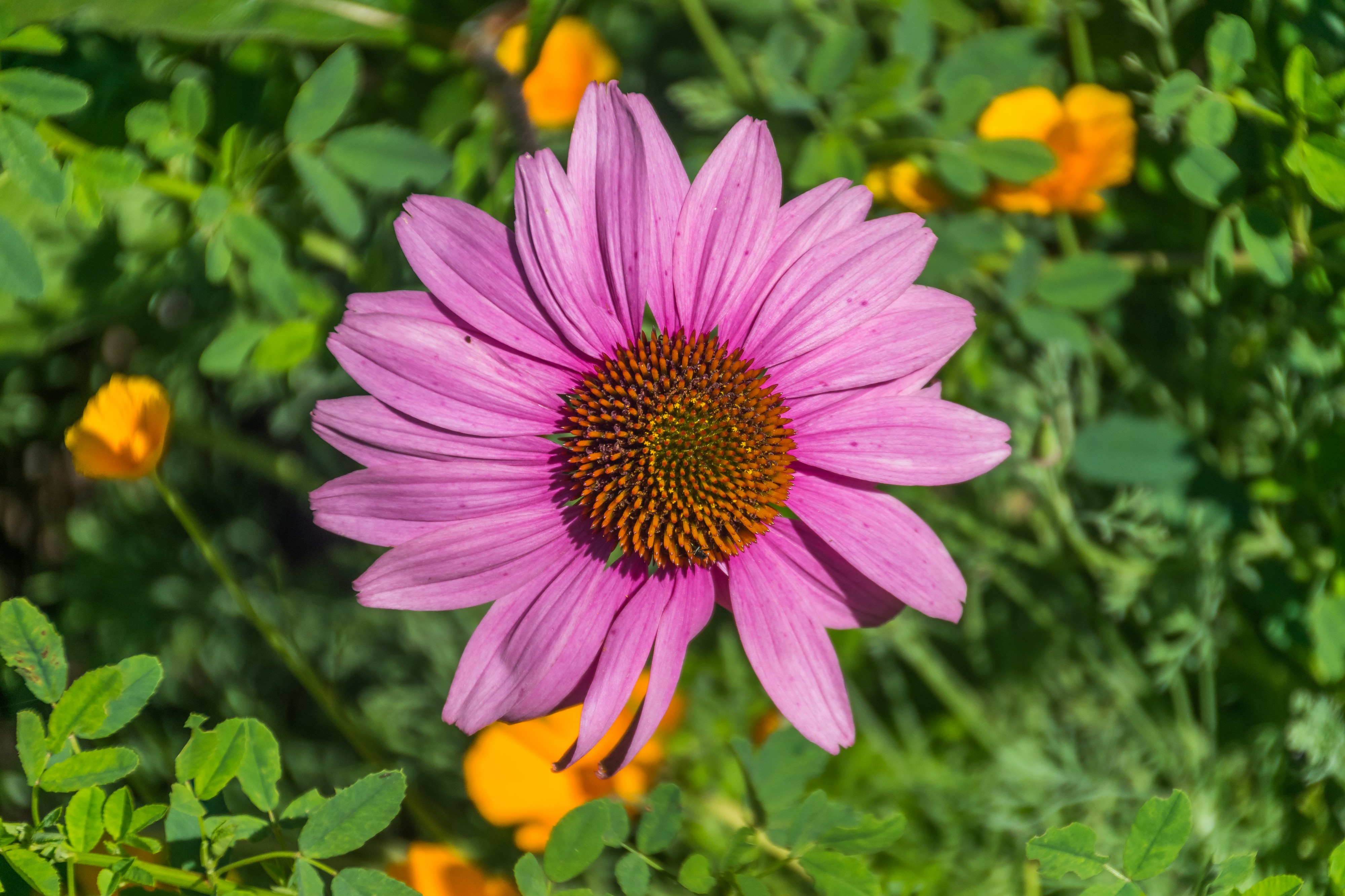 Echinacea purpurea in Jardin botanique de la Charme 01