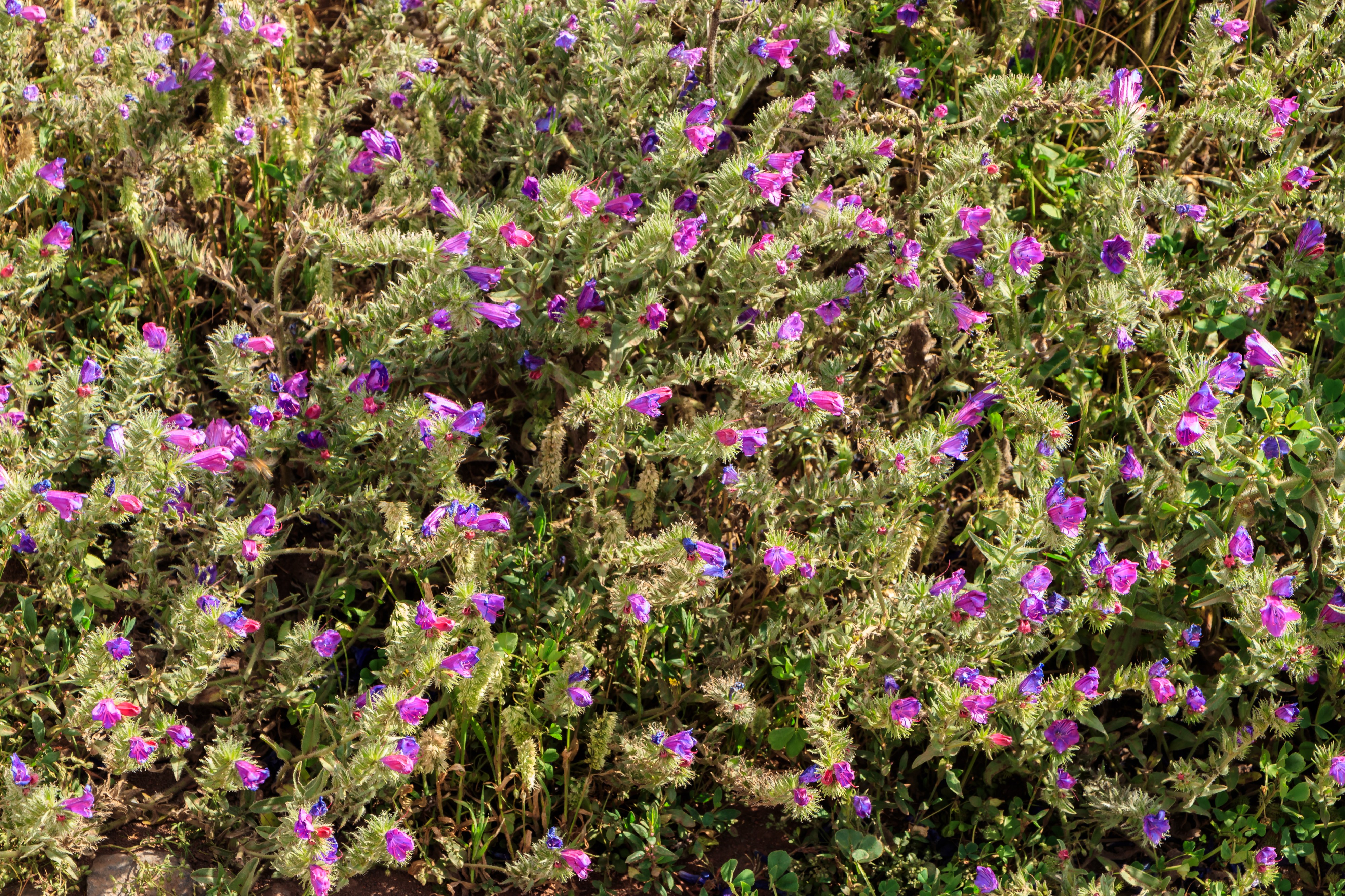Echium plantagineum - Tenerife 01