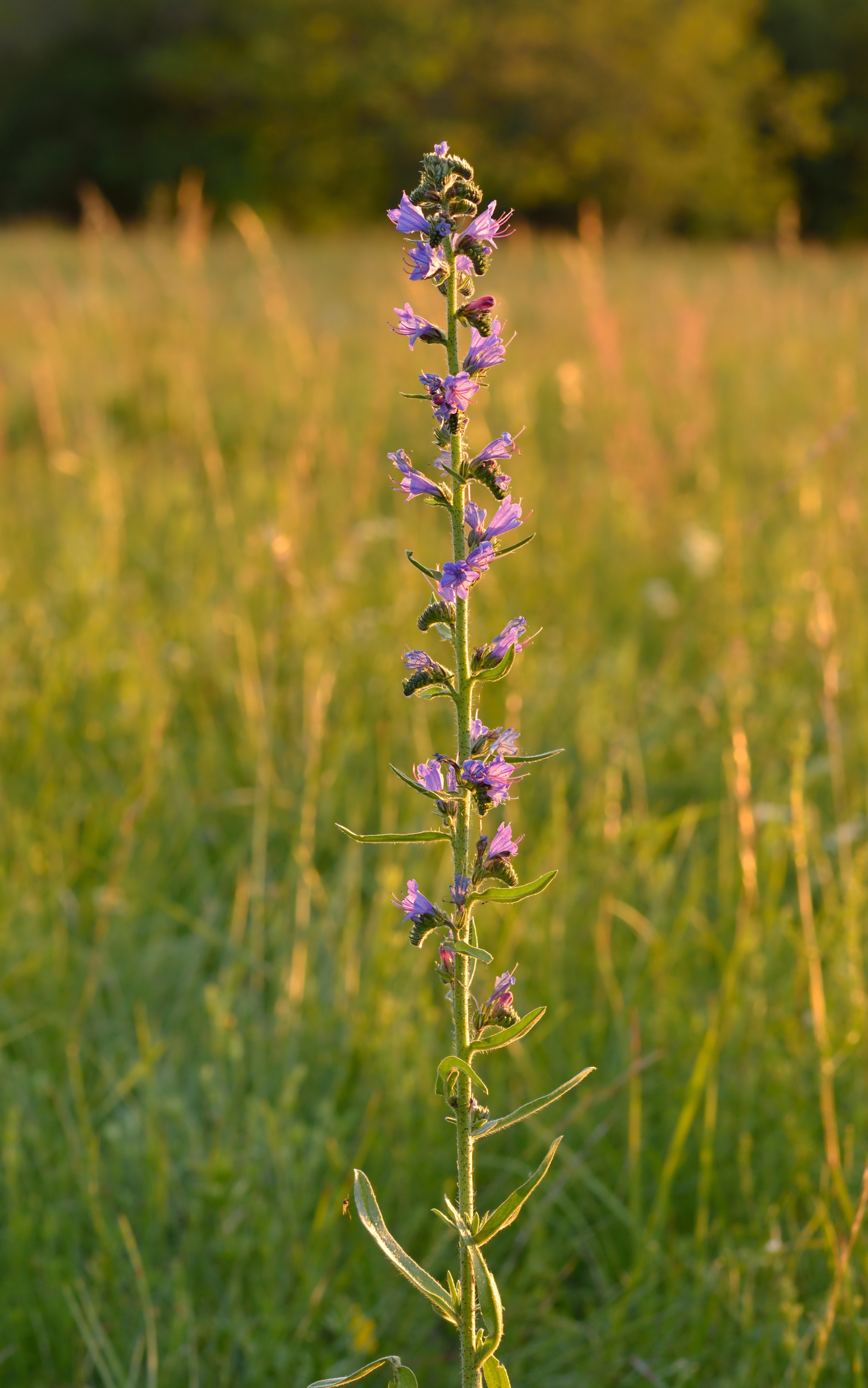 Echium vulgare - harilik ussikeel