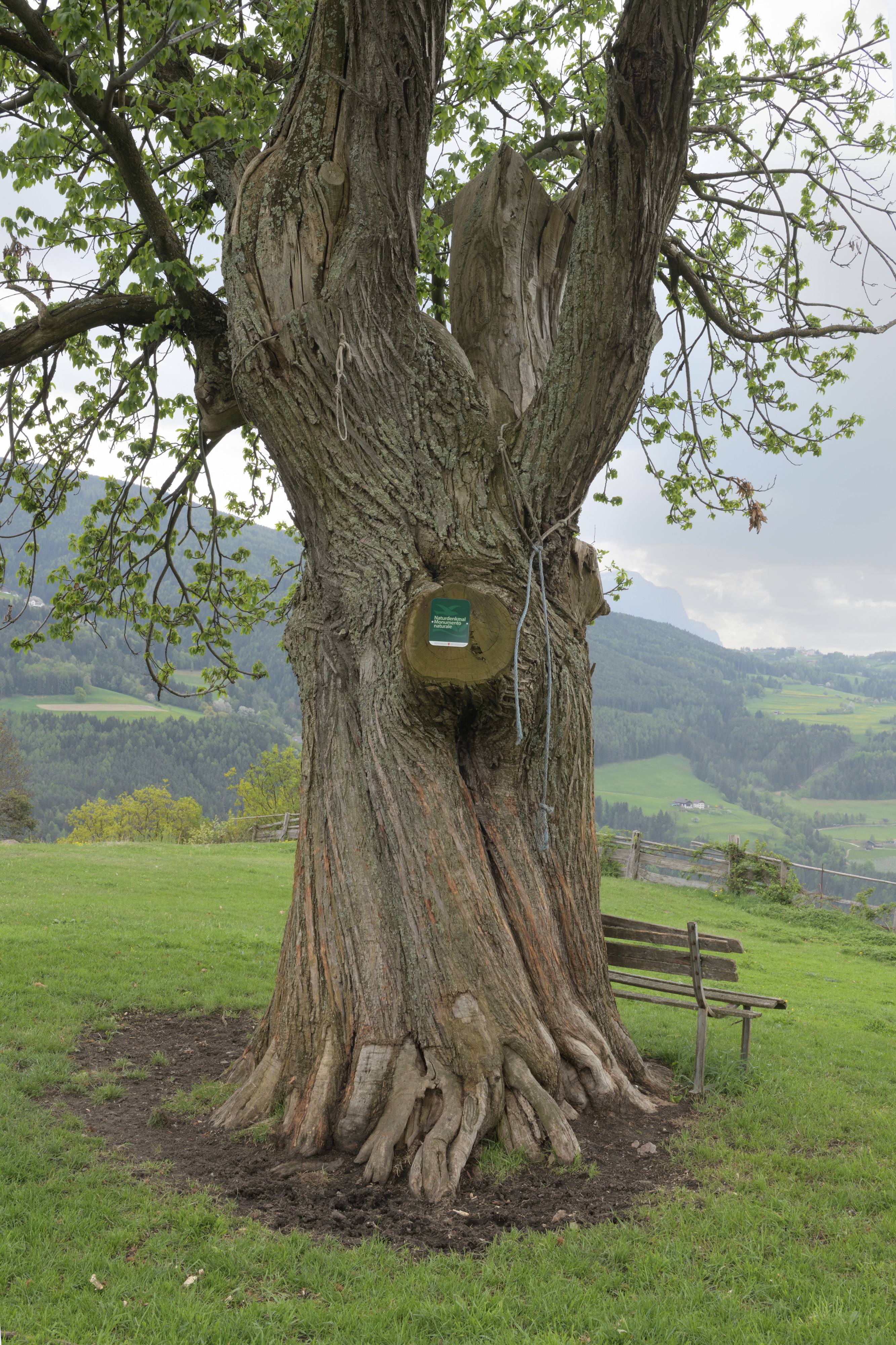 Edelkastanie III Moar zu Viersch Klausen