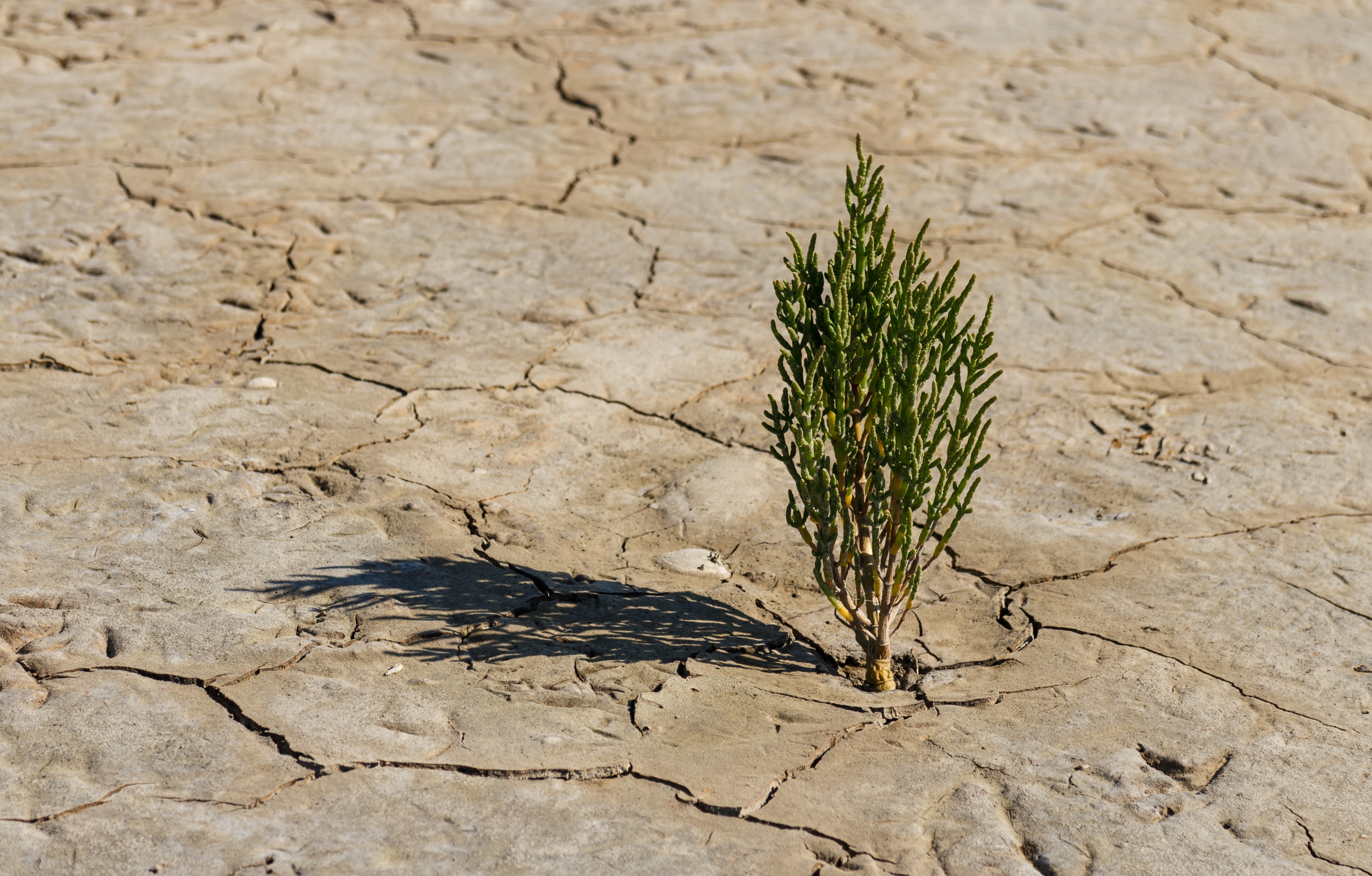 Eenzaam plantje (zeekraal Salicornia) trotseert de soms barre elementen. Locatie, Noarderleech Provincie Friesland 02
