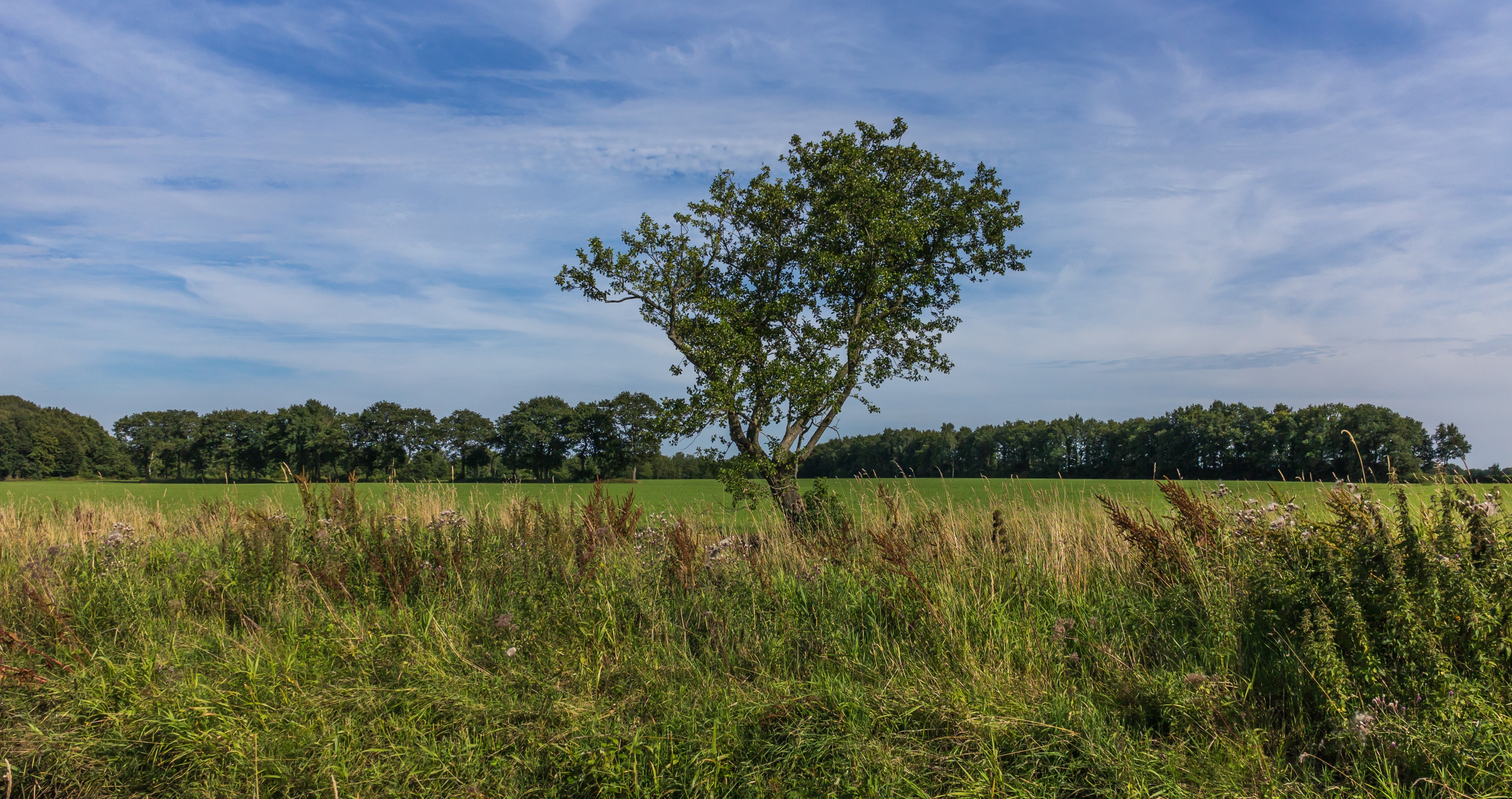 Eenzame boom in de lendevallei. Locatie, Stuttebosch in de lendevallei. Provincie Friesland 01