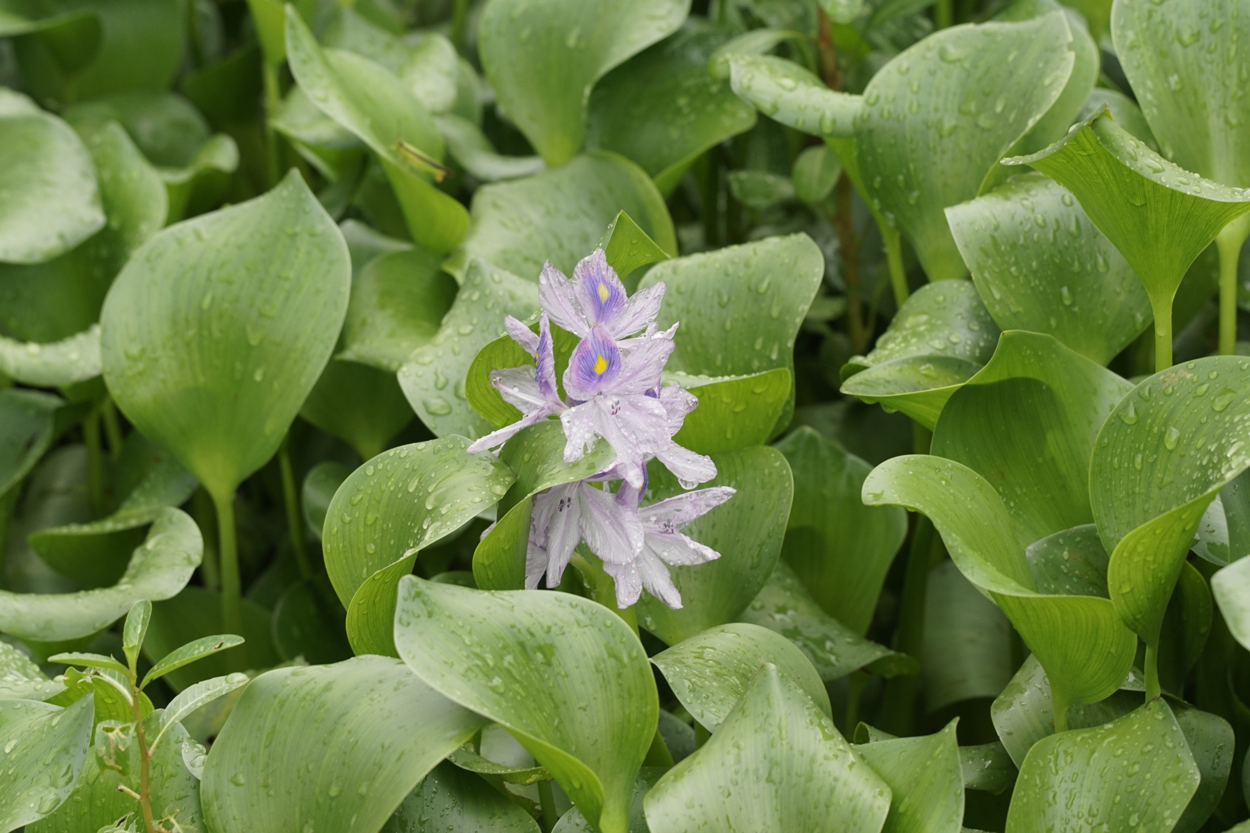 Eichhornia crassipes 7839