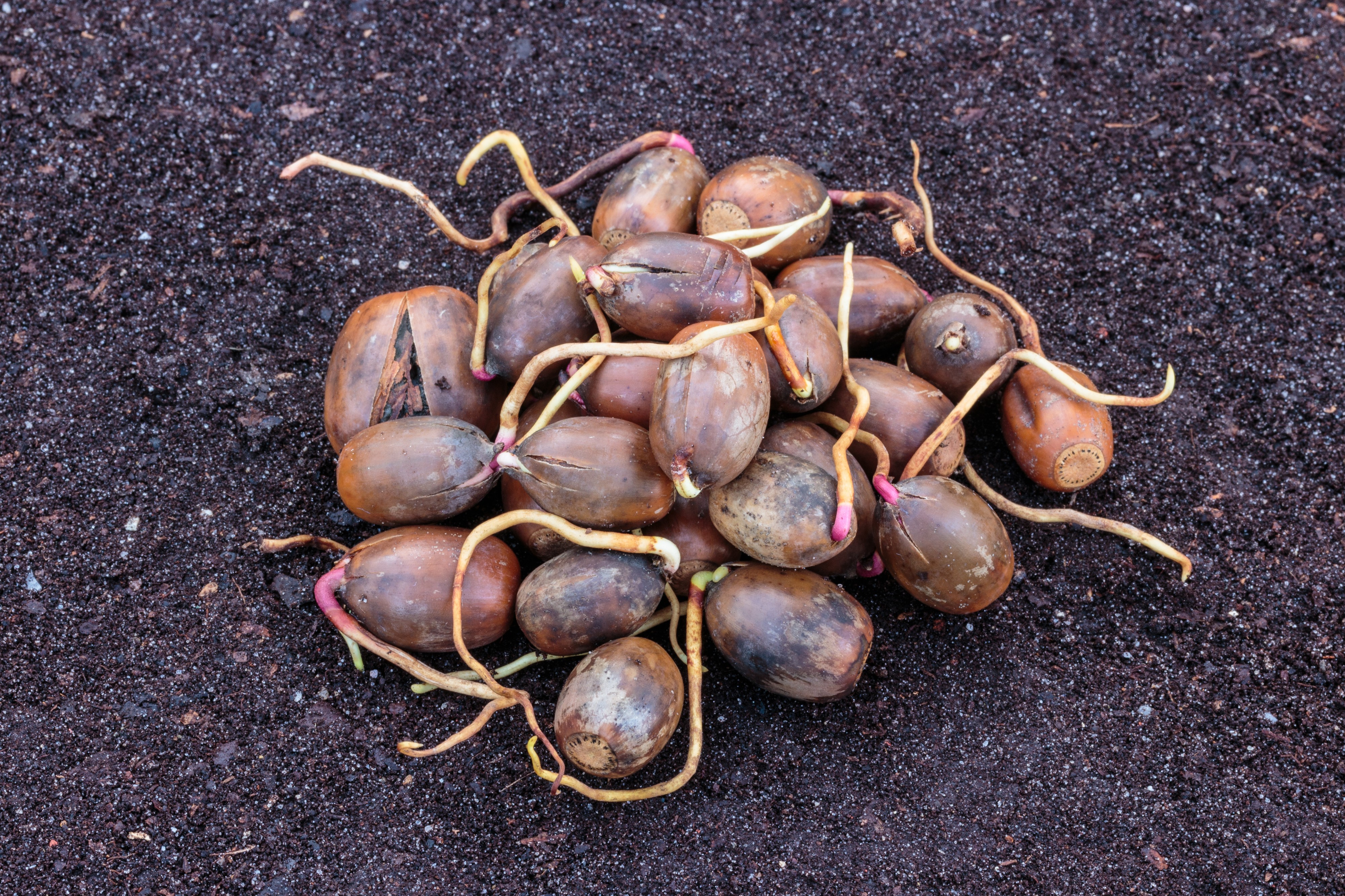 Eikels van een zomereik met wortelkiem (Quercus robur) 03