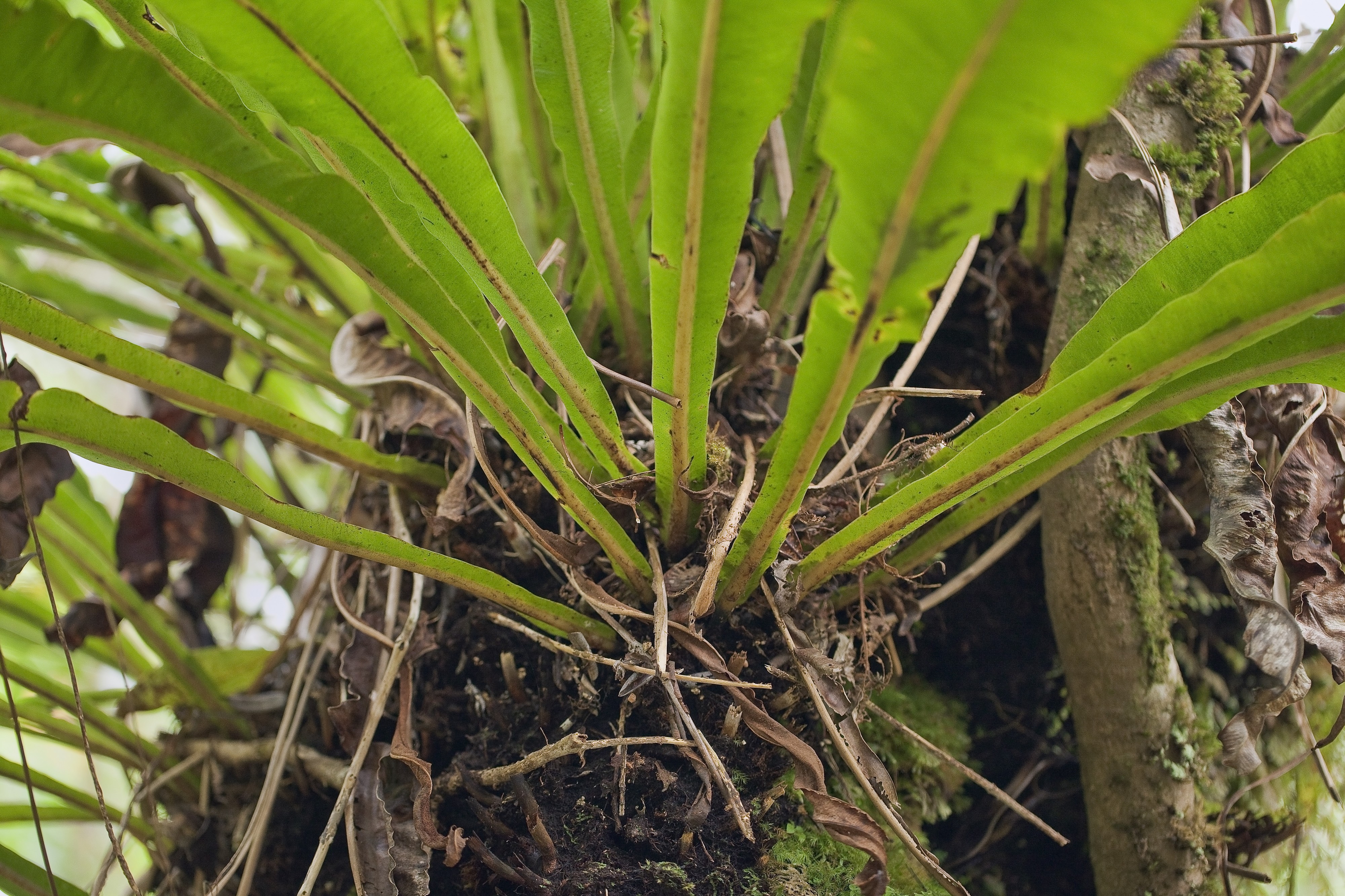 Elaphoglossum alatum (tall tonguefern) (5880166662)