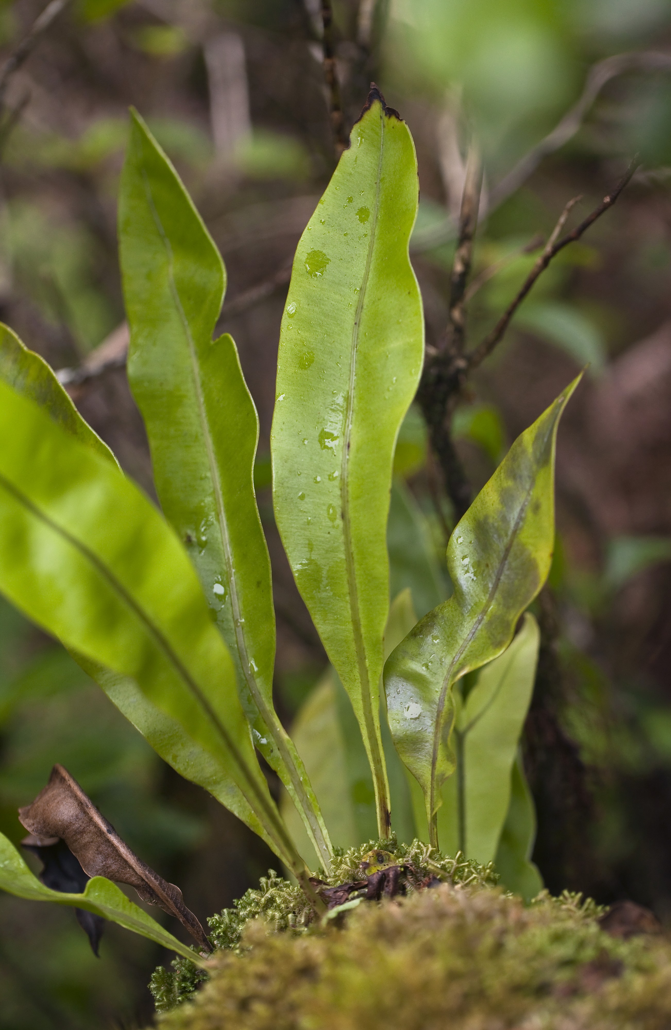 Elaphoglossum fauriei (5882350376)