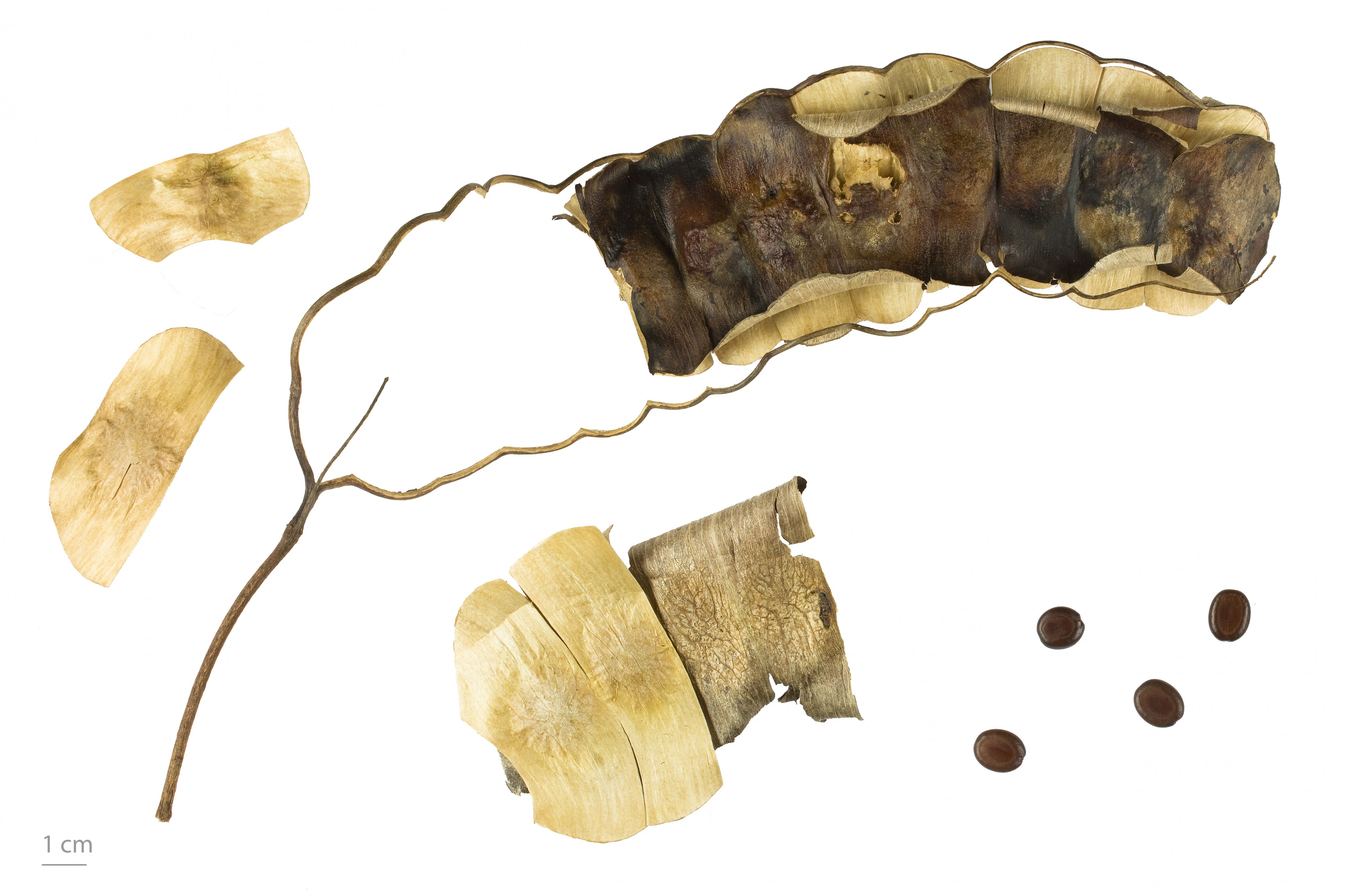 Entada abyssinica MHNT.BOT.2009.13.16