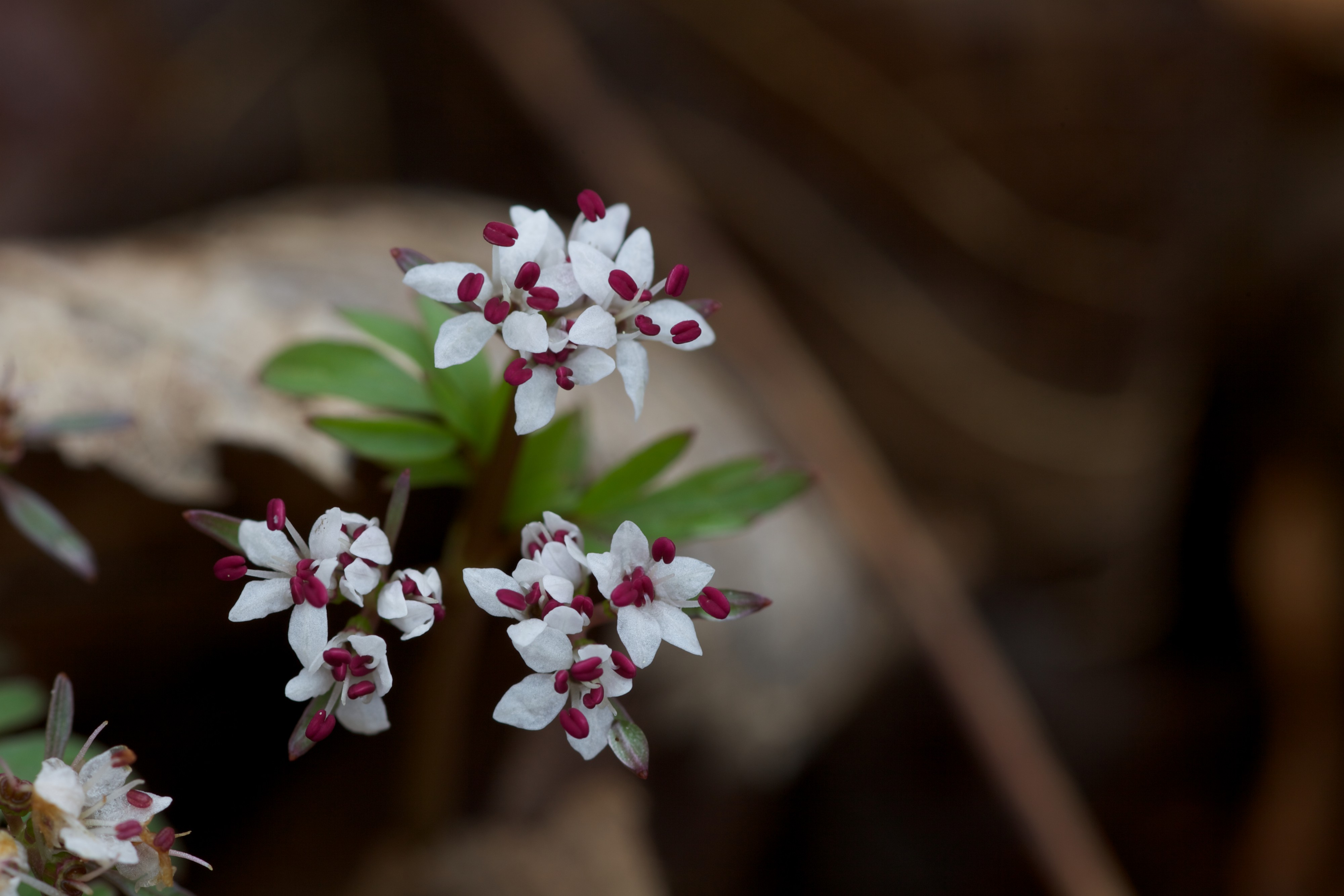 Erigenia bulbosa FWS 17513
