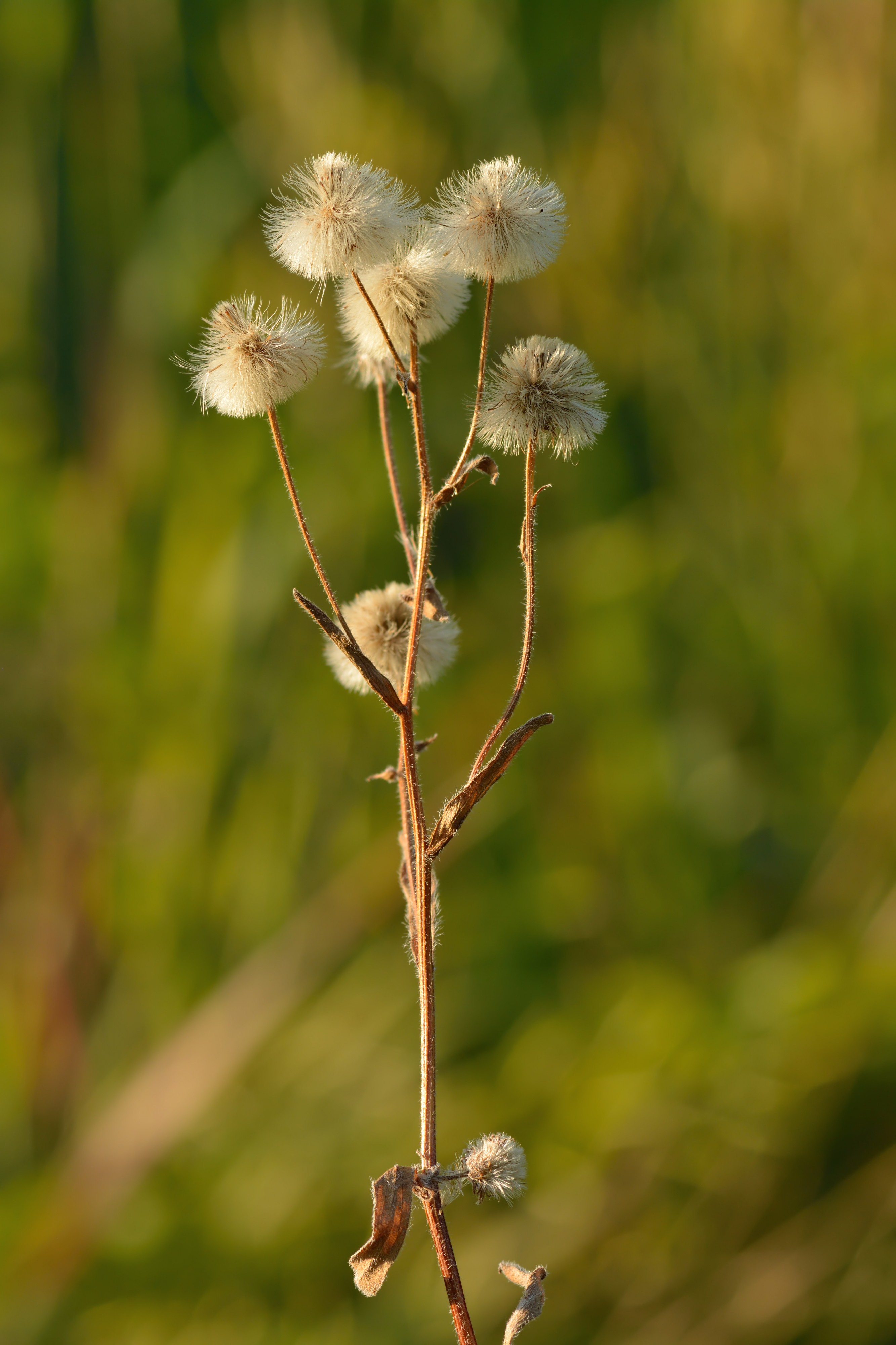 Erigeron acer - jaani-õnnehein