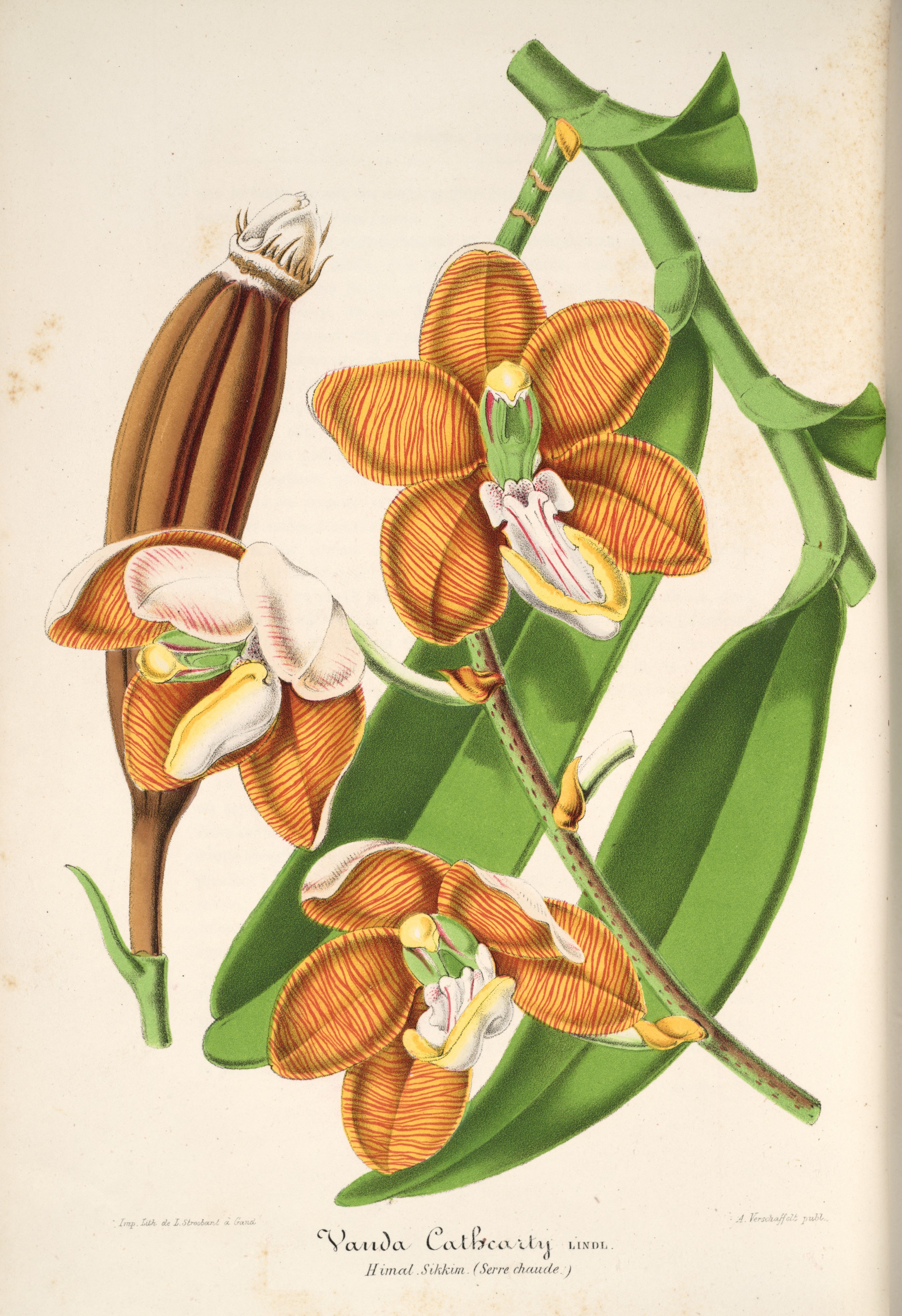 Esmeralda cathcartii drawing 