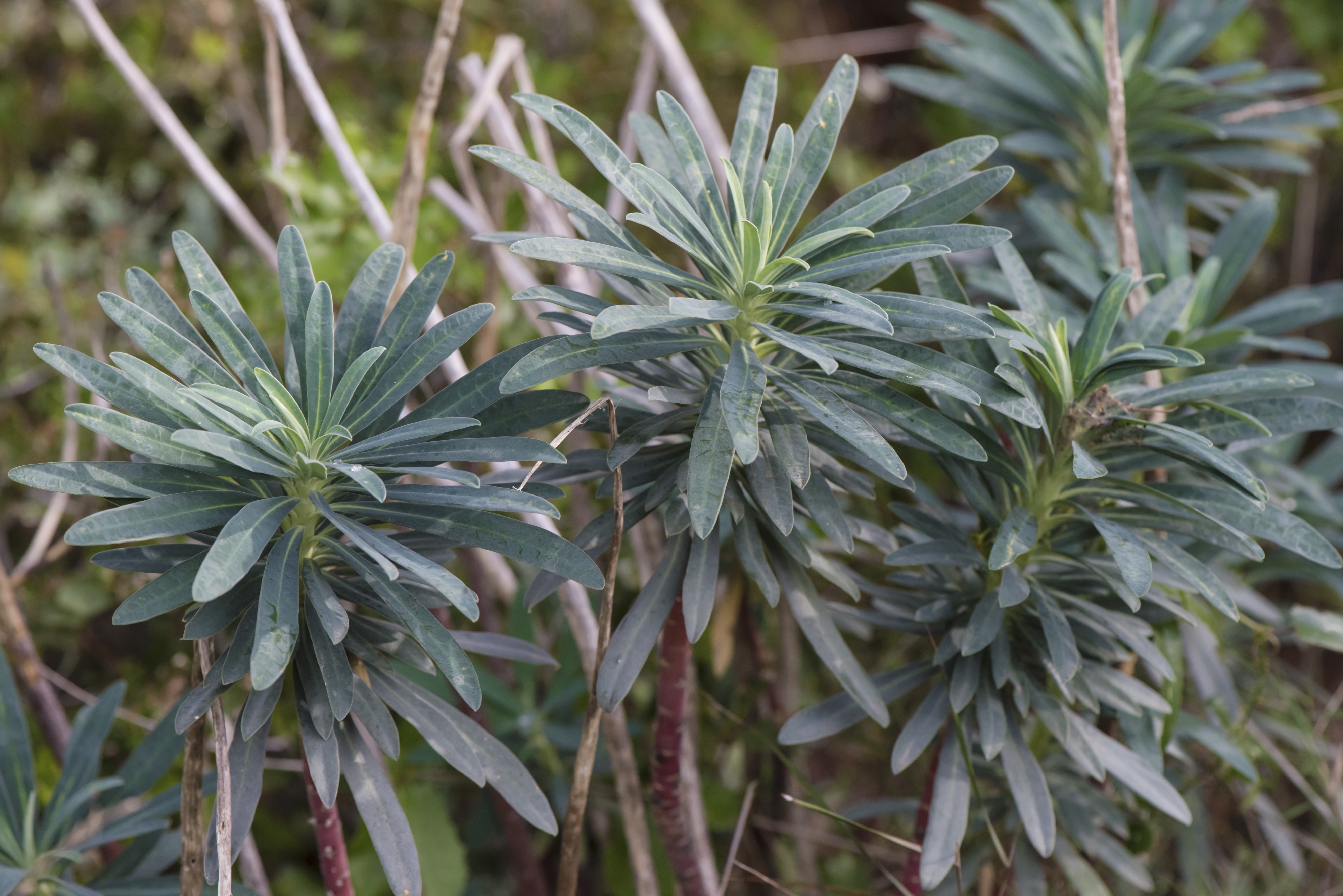 Euphorbia characias, Sète 03