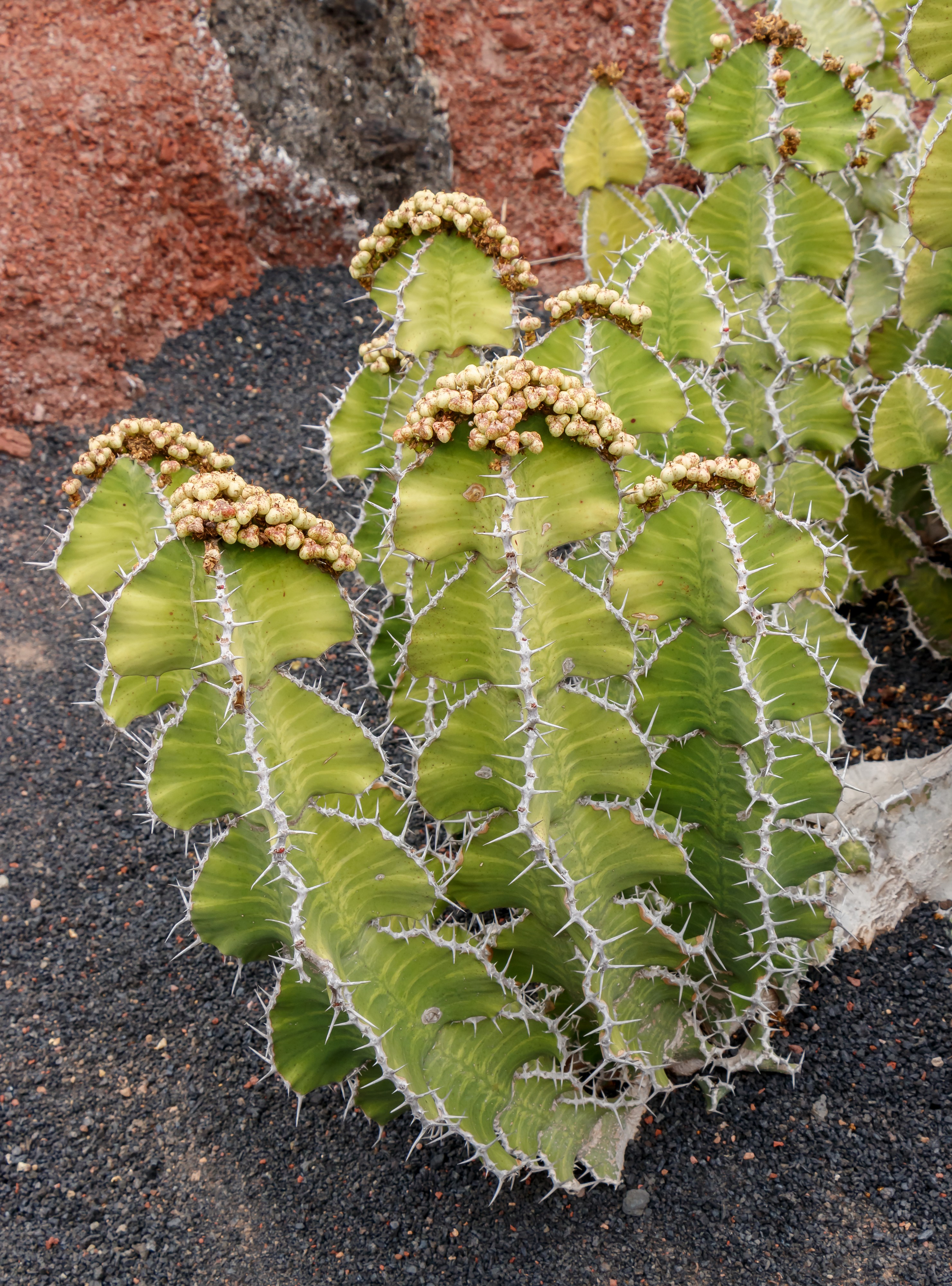 Euphorbia grandialata 01