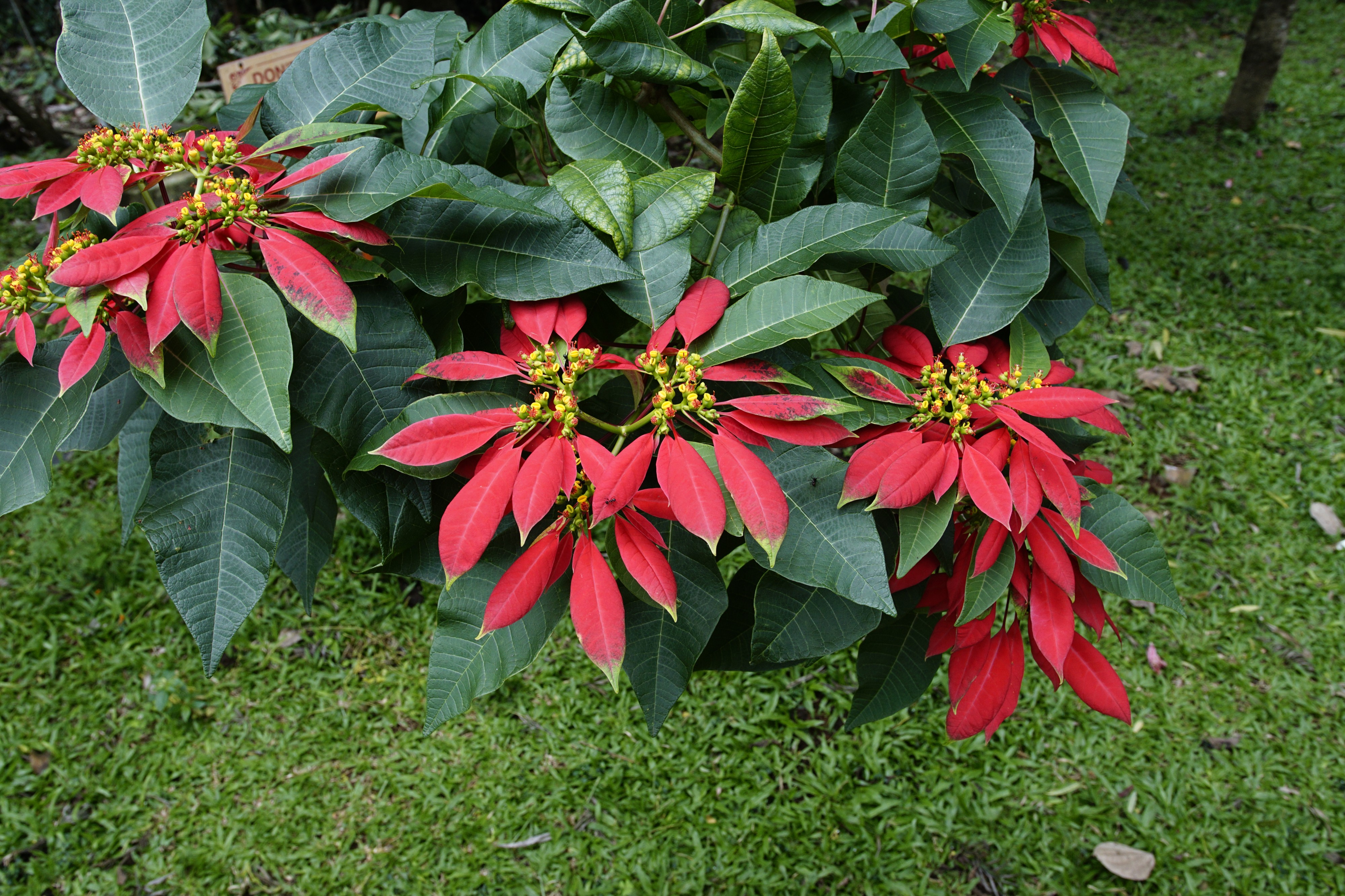 Euphorbia pulcherrima 0111