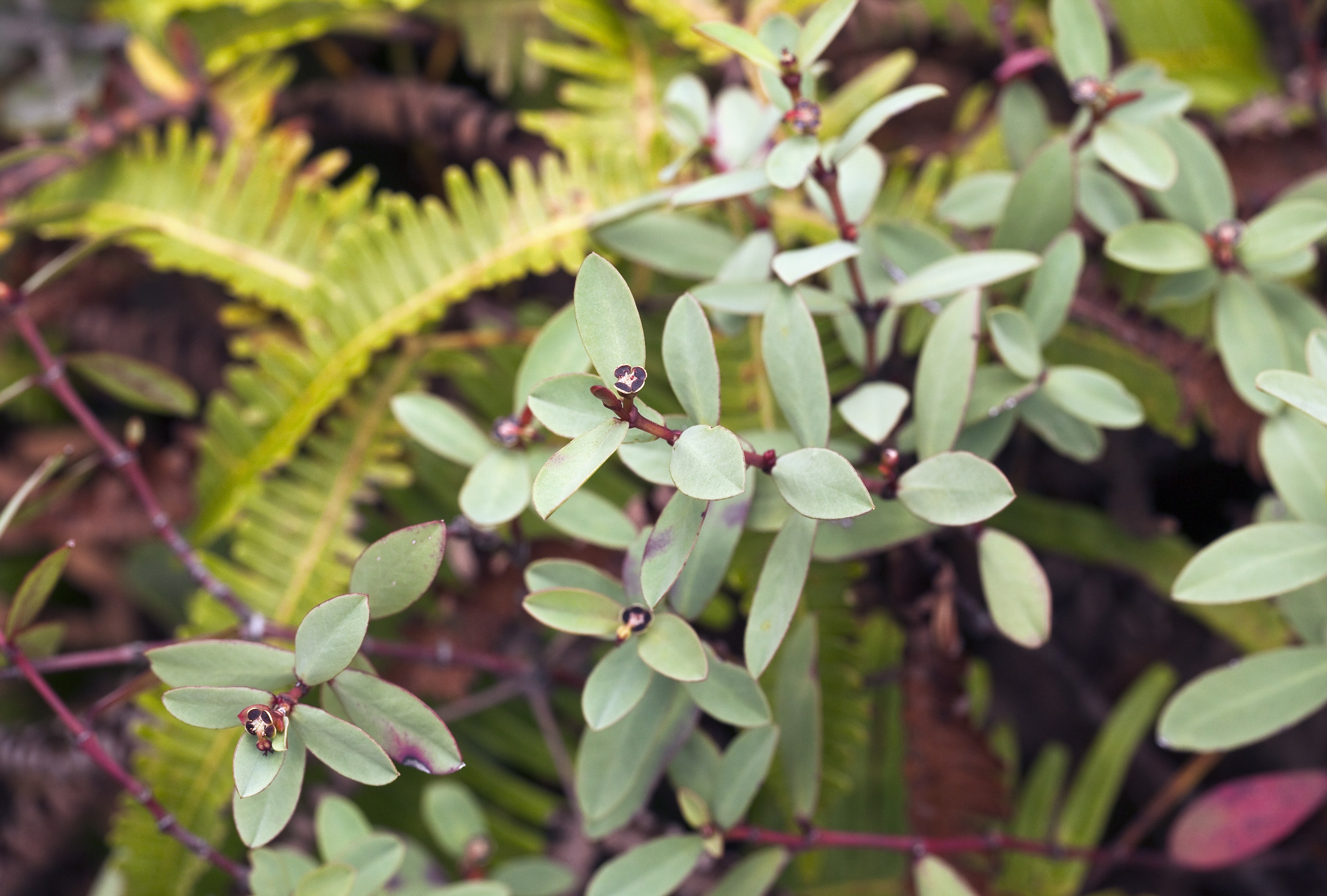 Euphorbia sparsiflora (Wahiawa bog sandmat) (7846150148)