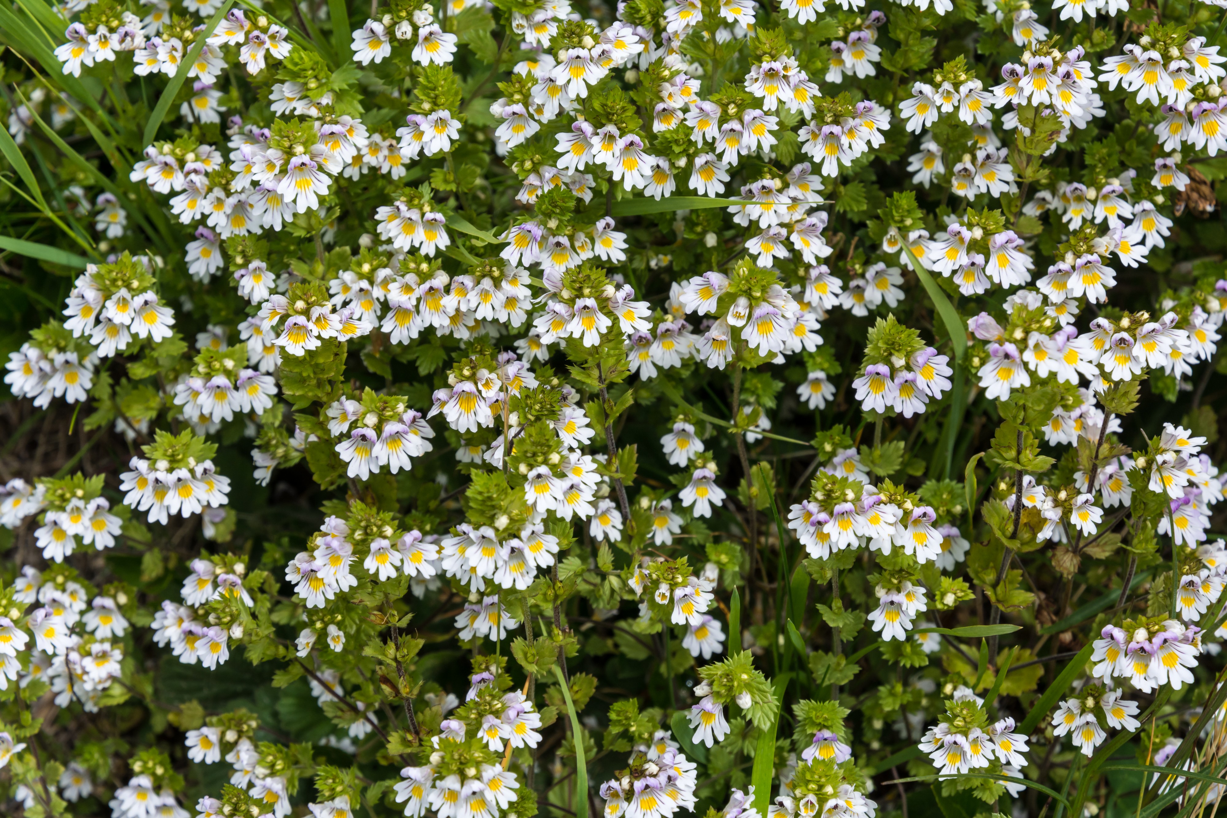 Euphrasia rostkoviana Auernig 20160811