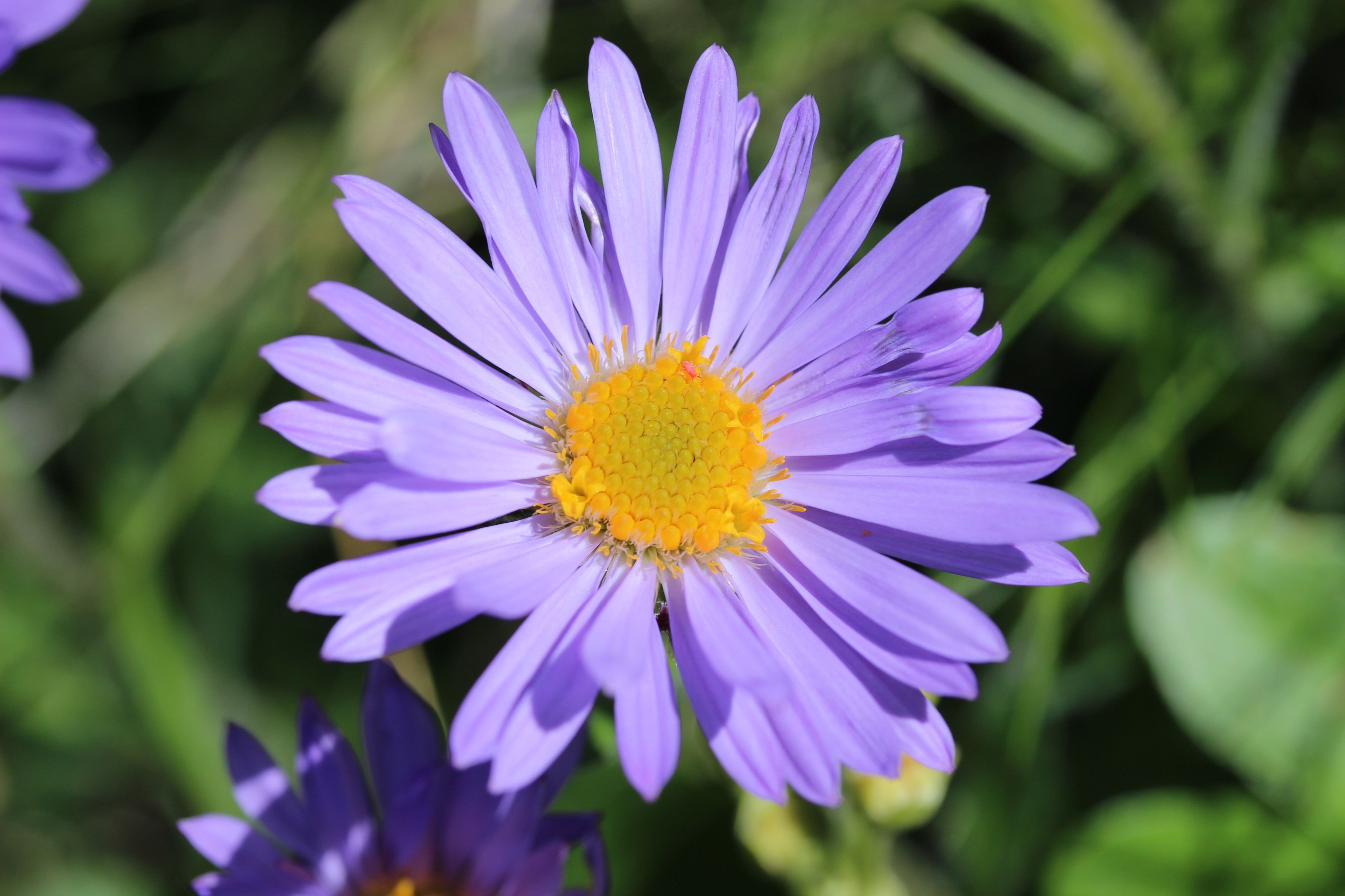 European Michaelmas Daisy - Aster amellus (12831629843)