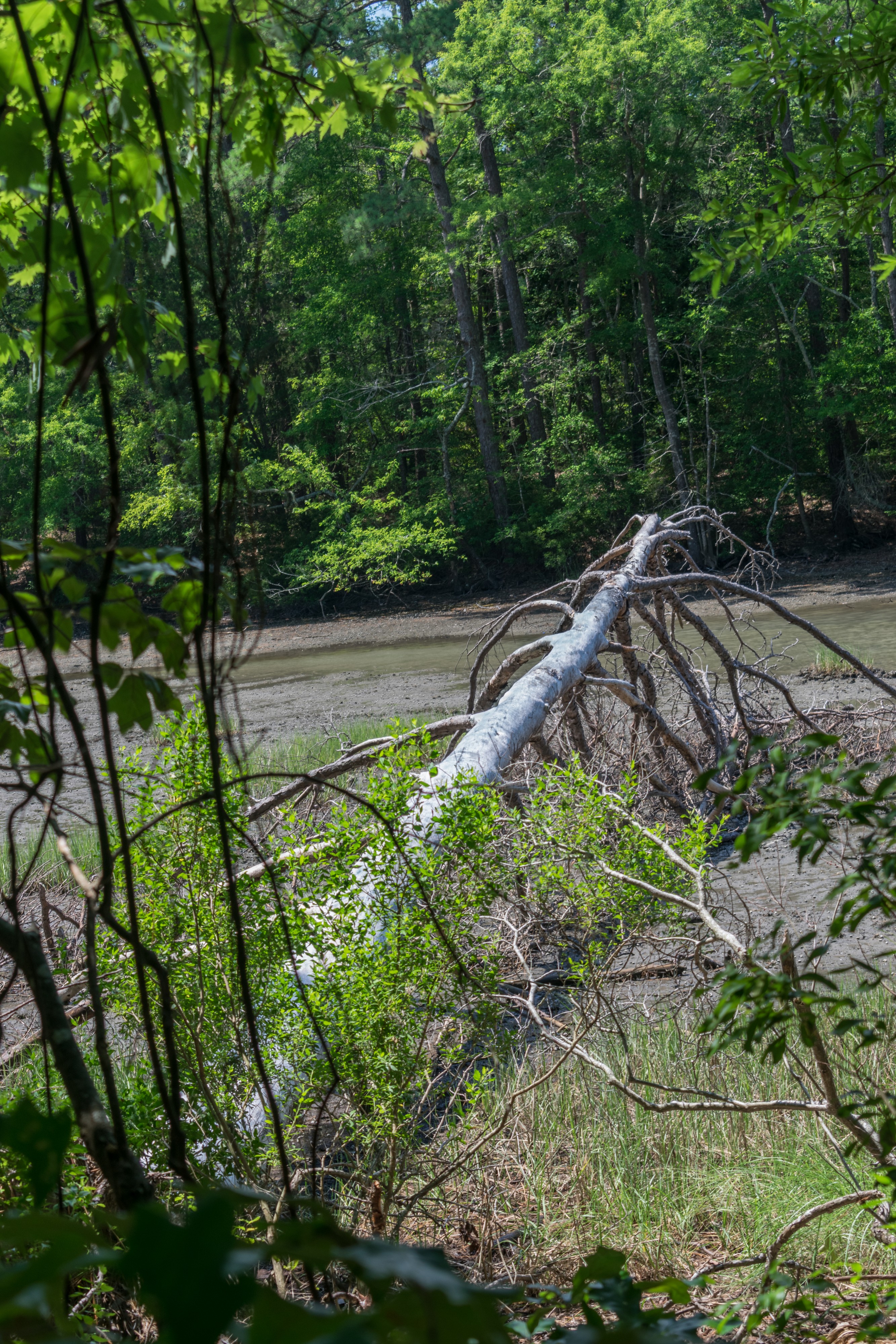 Fallen tree at Great Neck Park LR