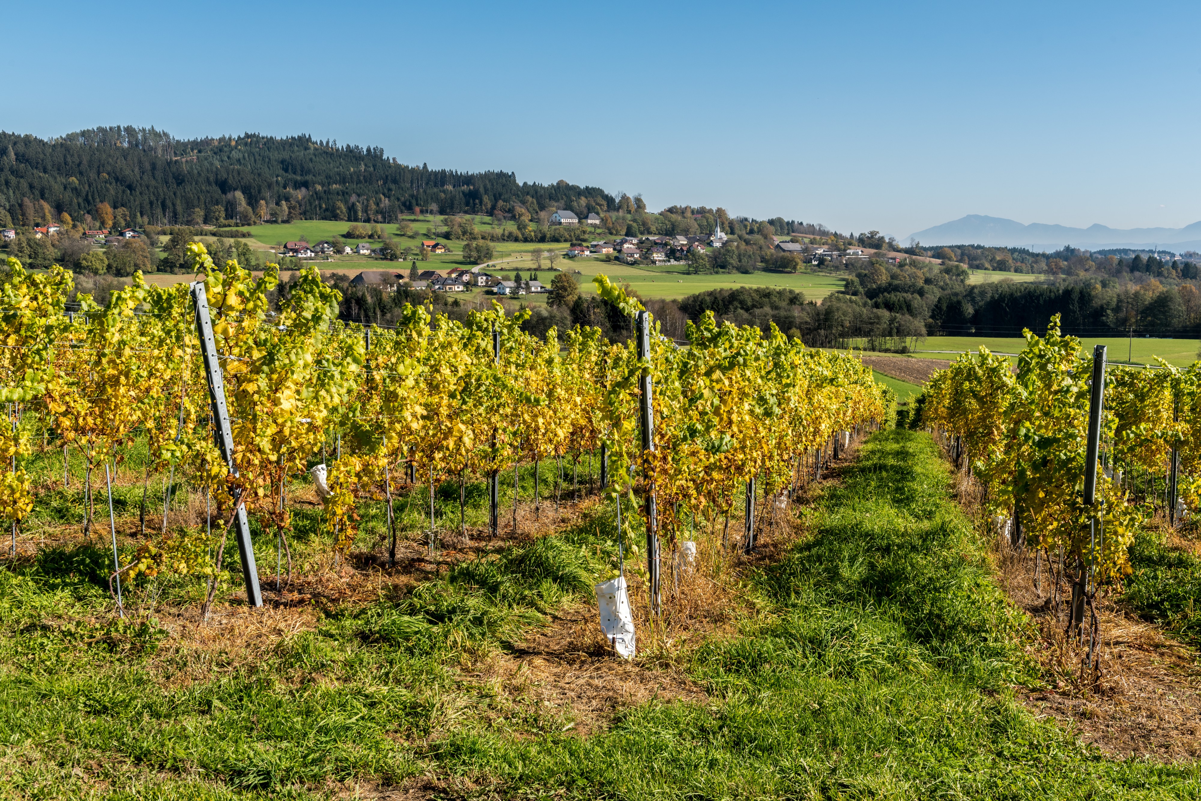 Feldkirchen Briefelsdorf 55 Weingut Winzerei Trippel Riede 12102017 1535