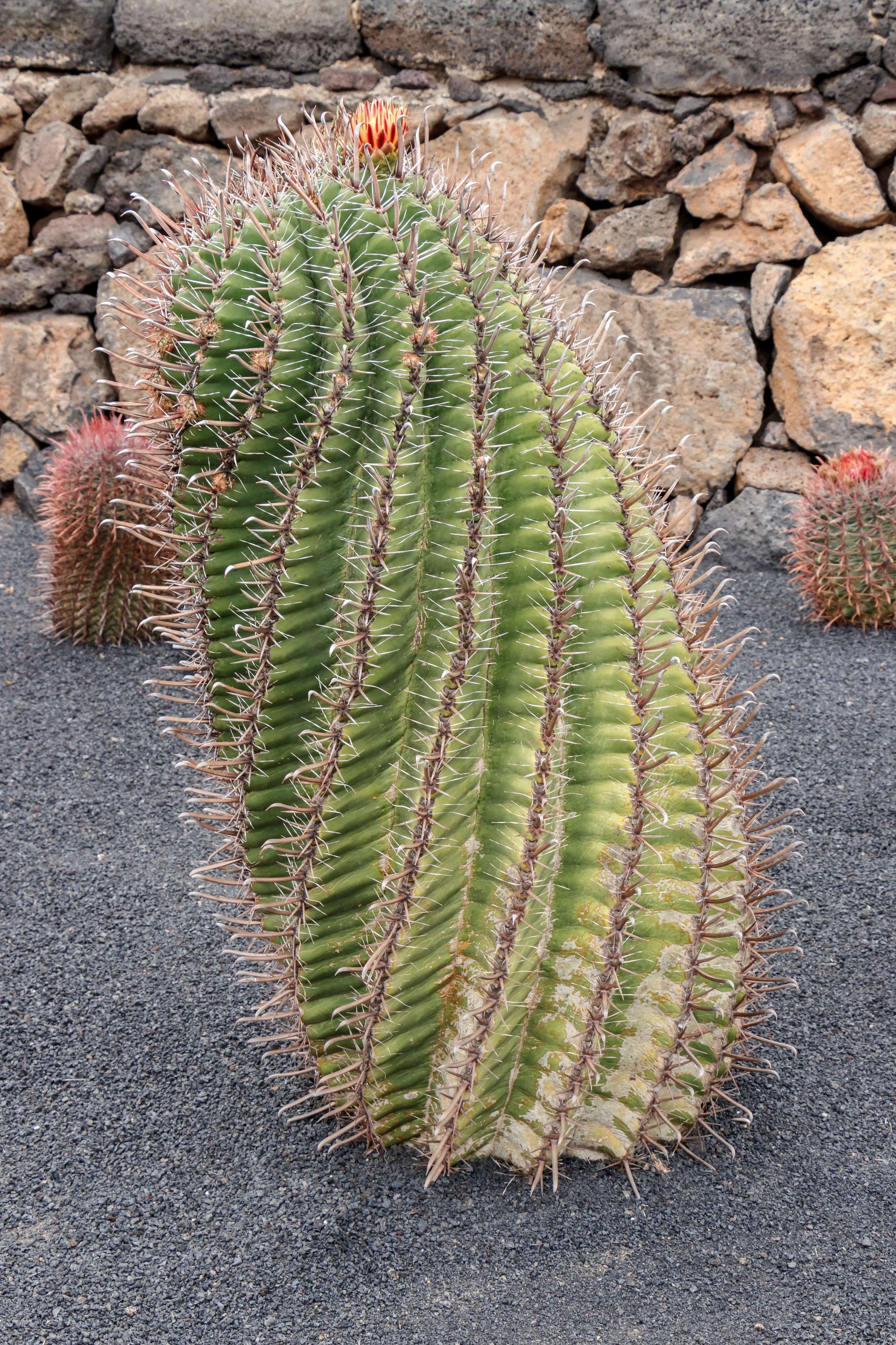Ferocactus herrerae 001