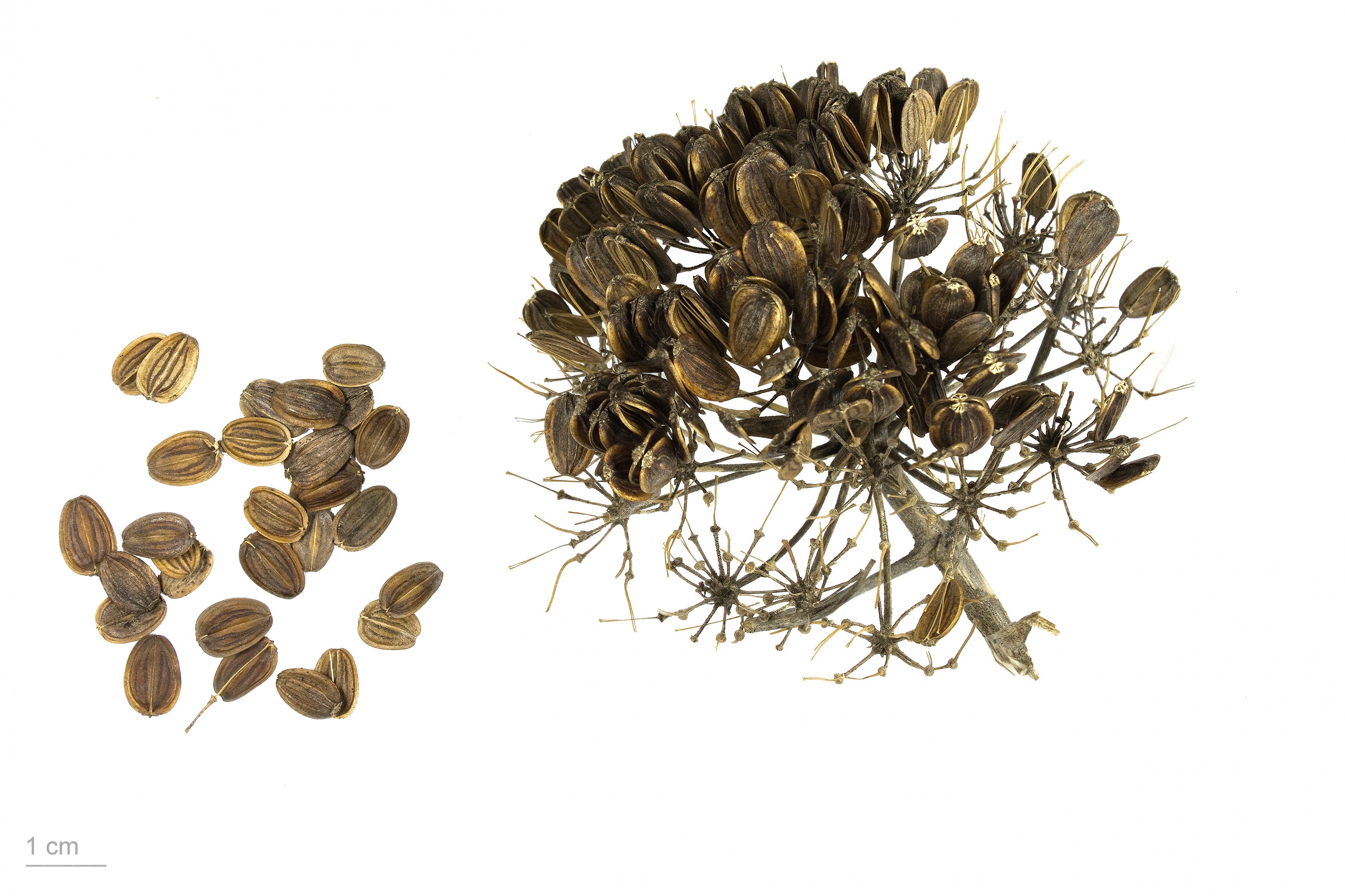 Ferula communis MHNT.BOT.2008.1.11