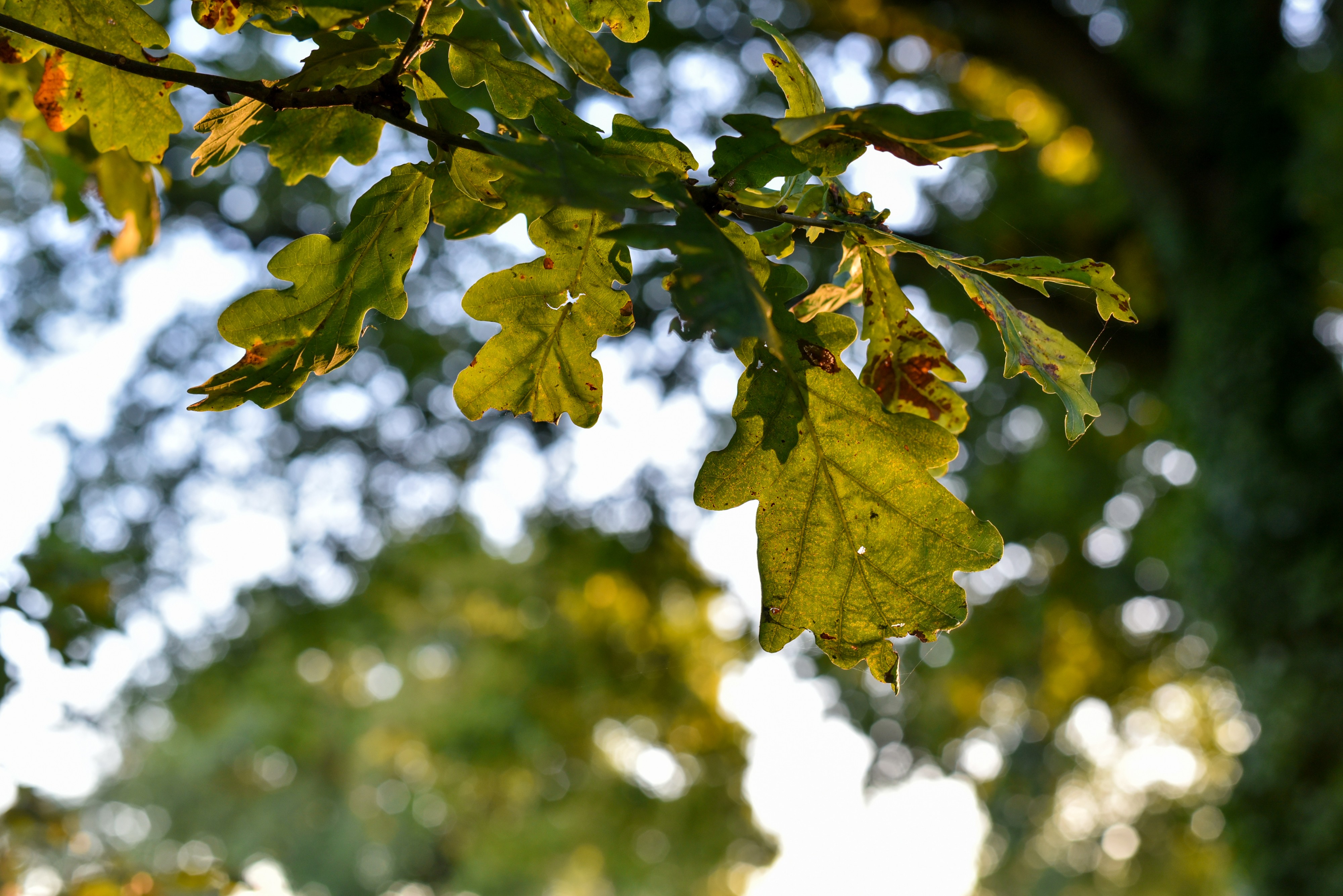 Feuille de chêne à contre-jour