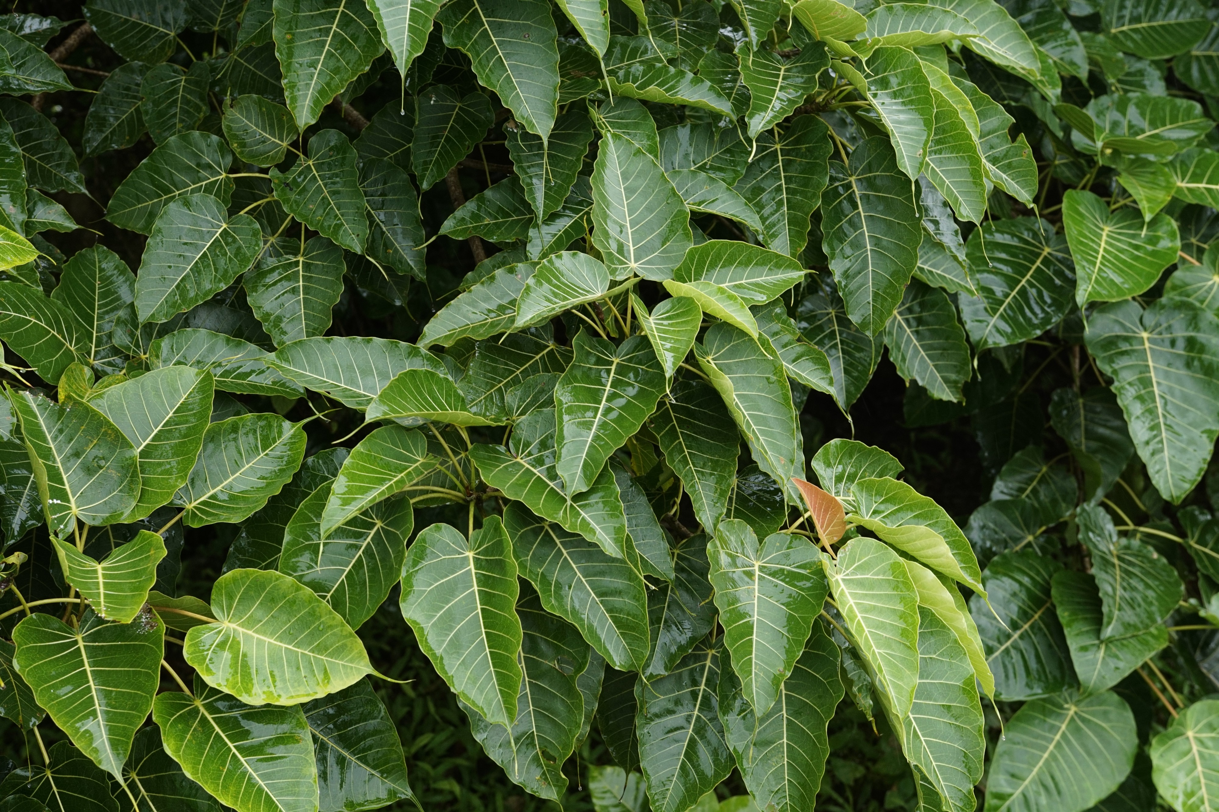 Ficus arnottiana 0725