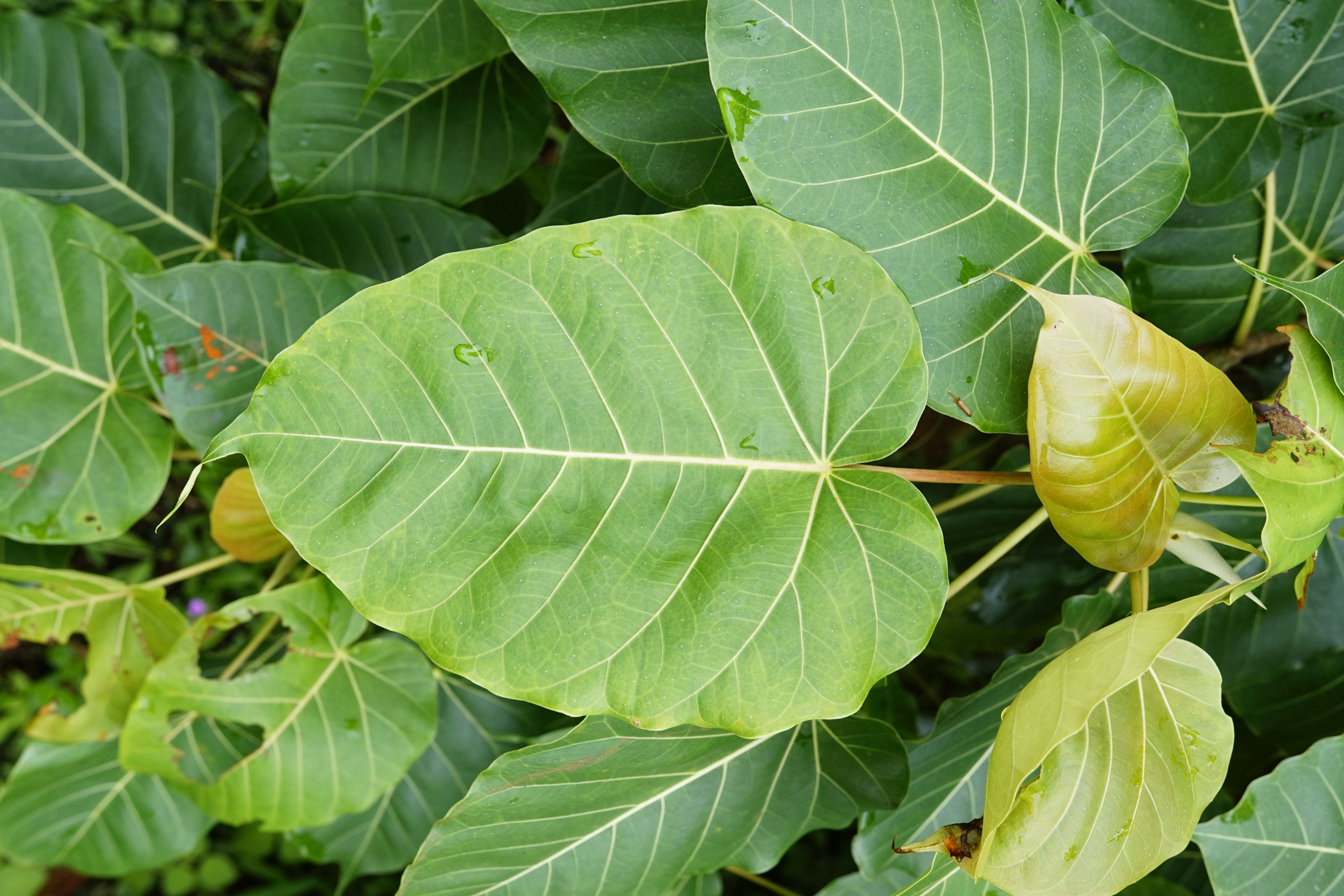 Ficus arnottiana 1511