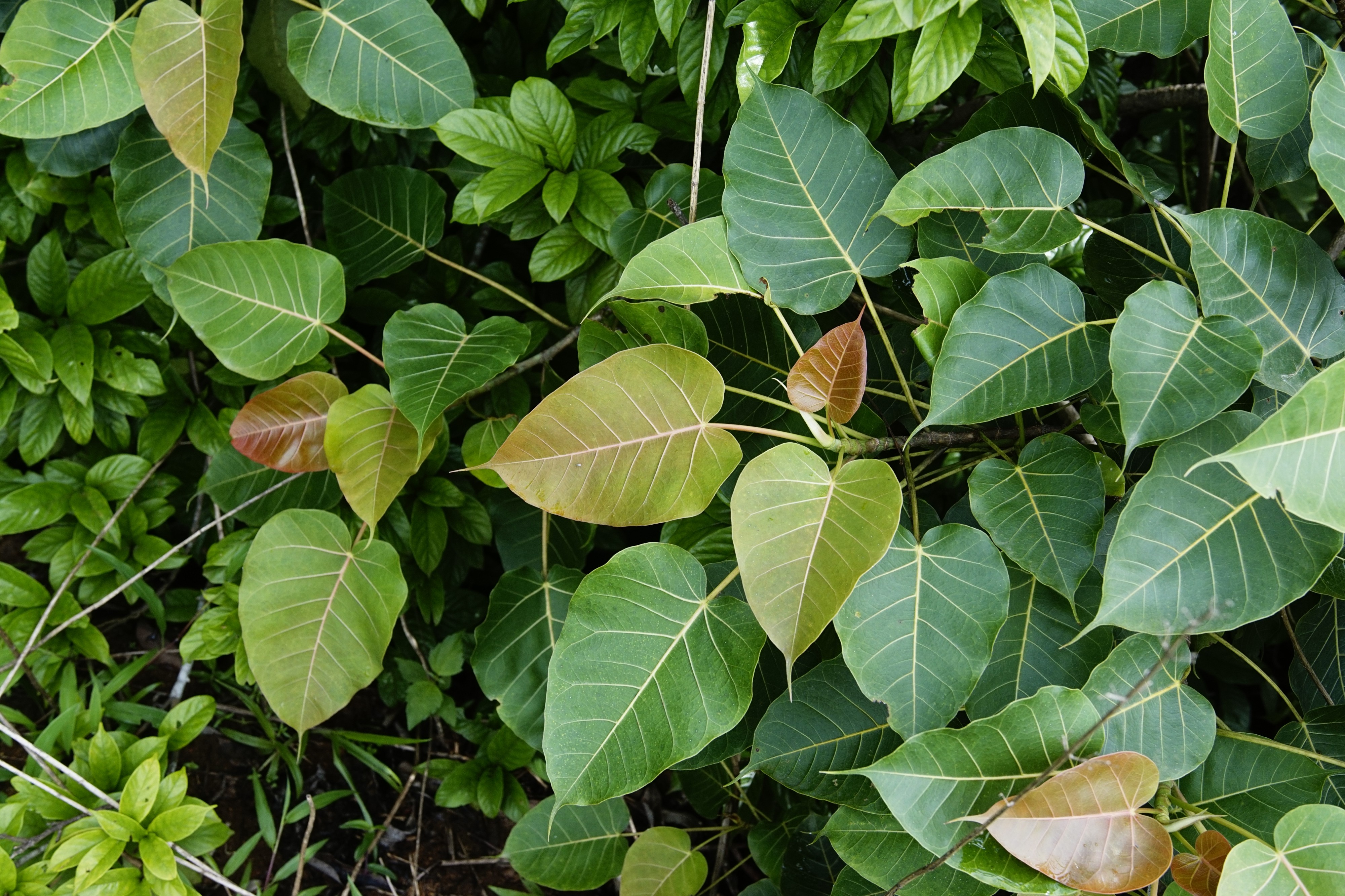 Ficus arnottiana 1904