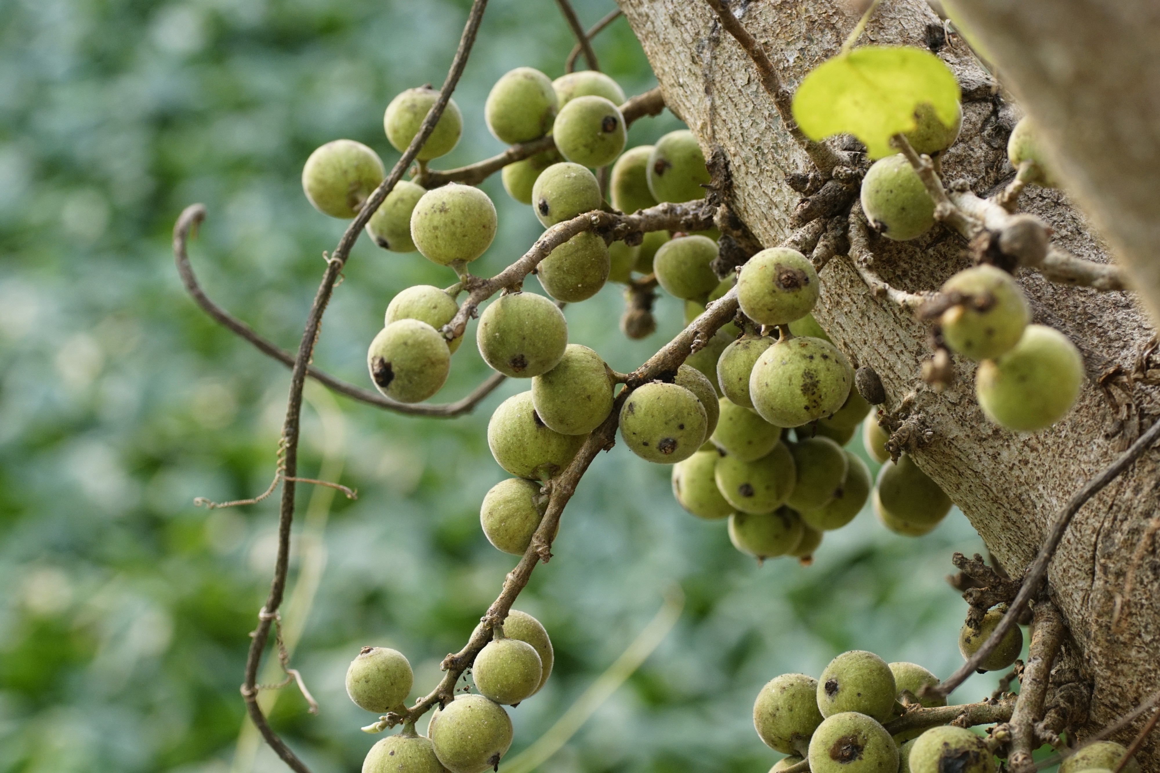 Ficus racemosa 8756