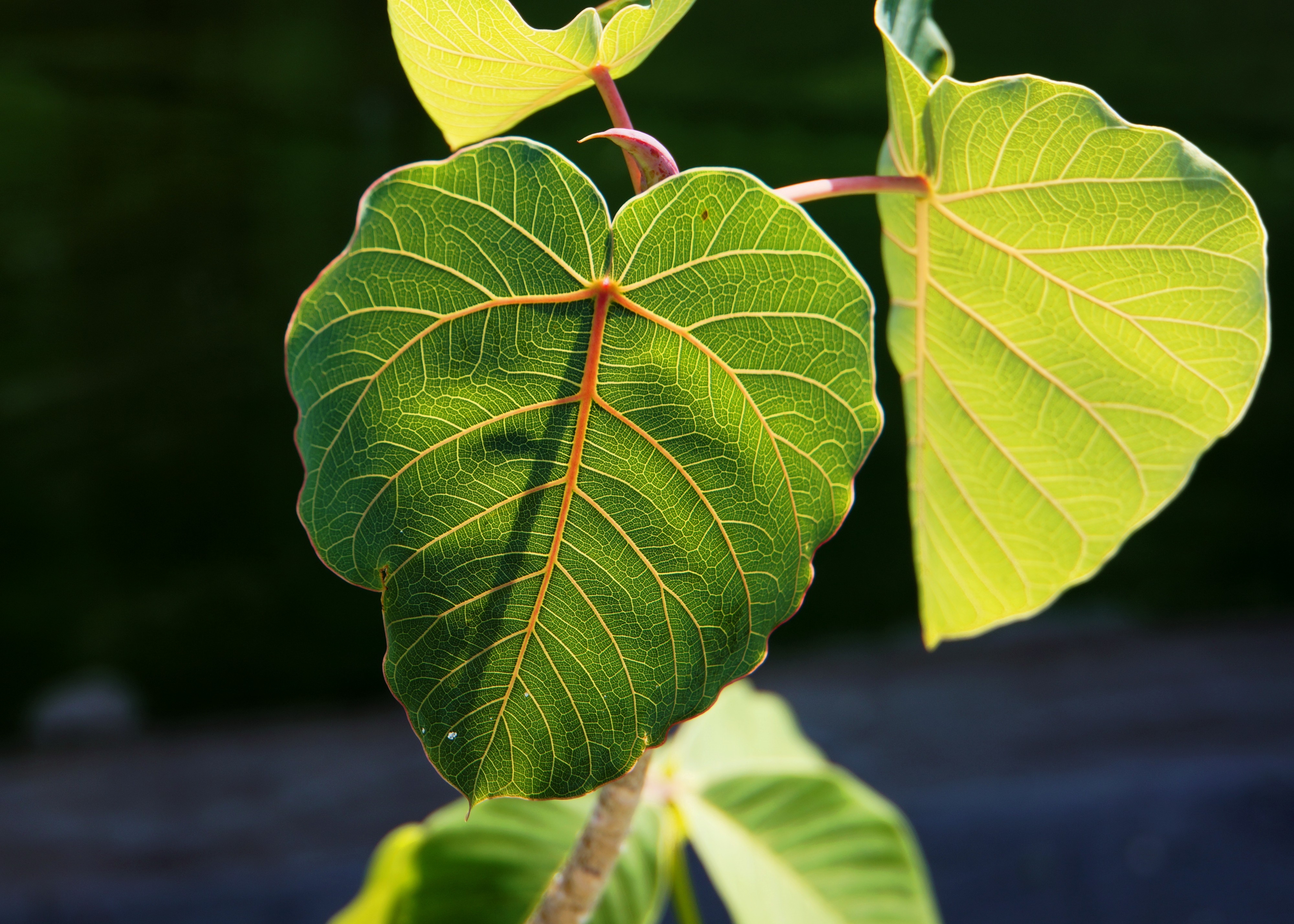 Ficus sp. 榕屬植物 - panoramio