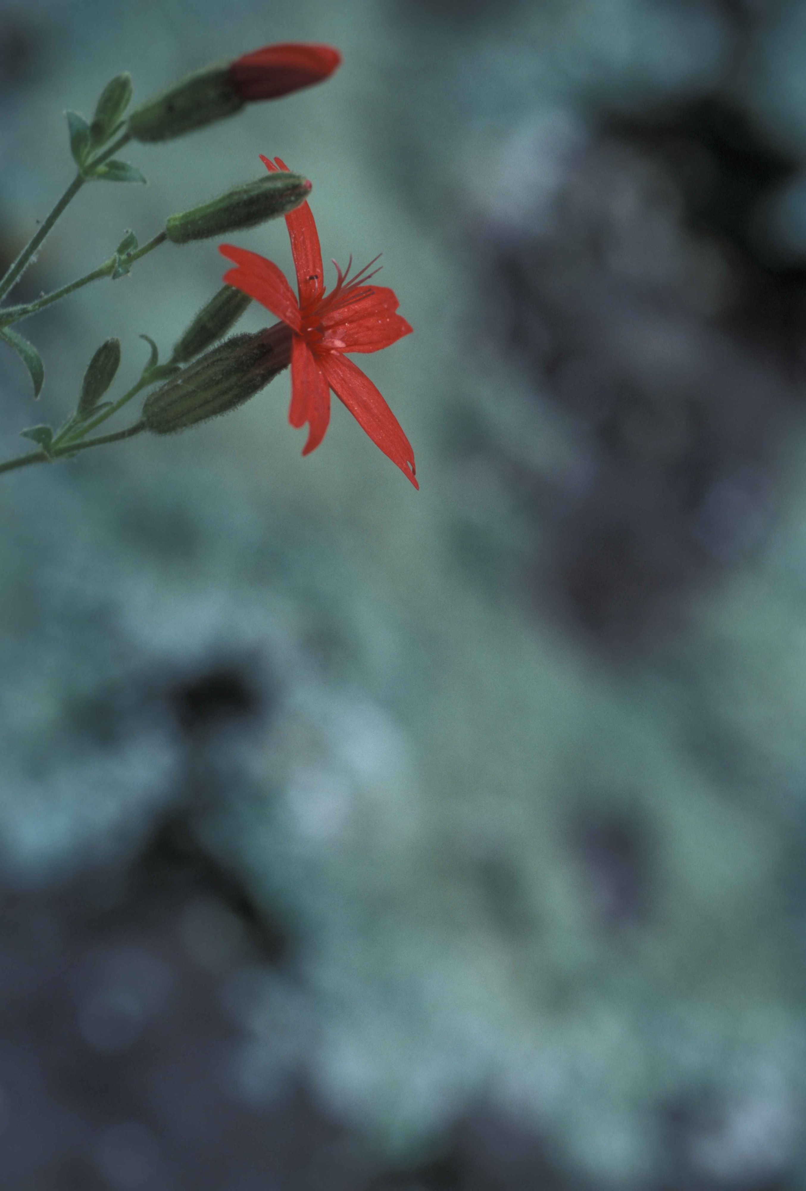 Fire pink flower