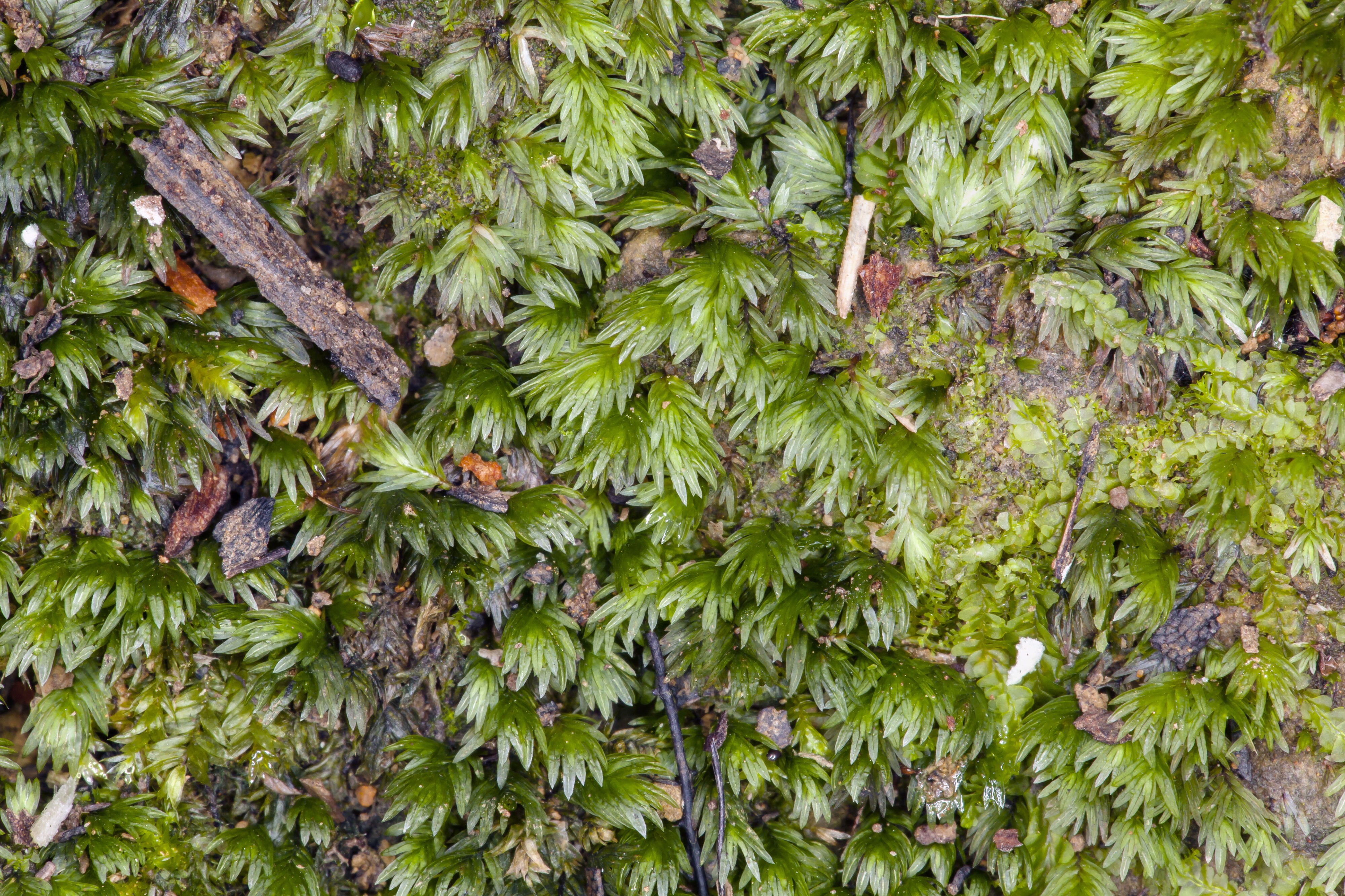 Fissidens pallidus (20054413539)