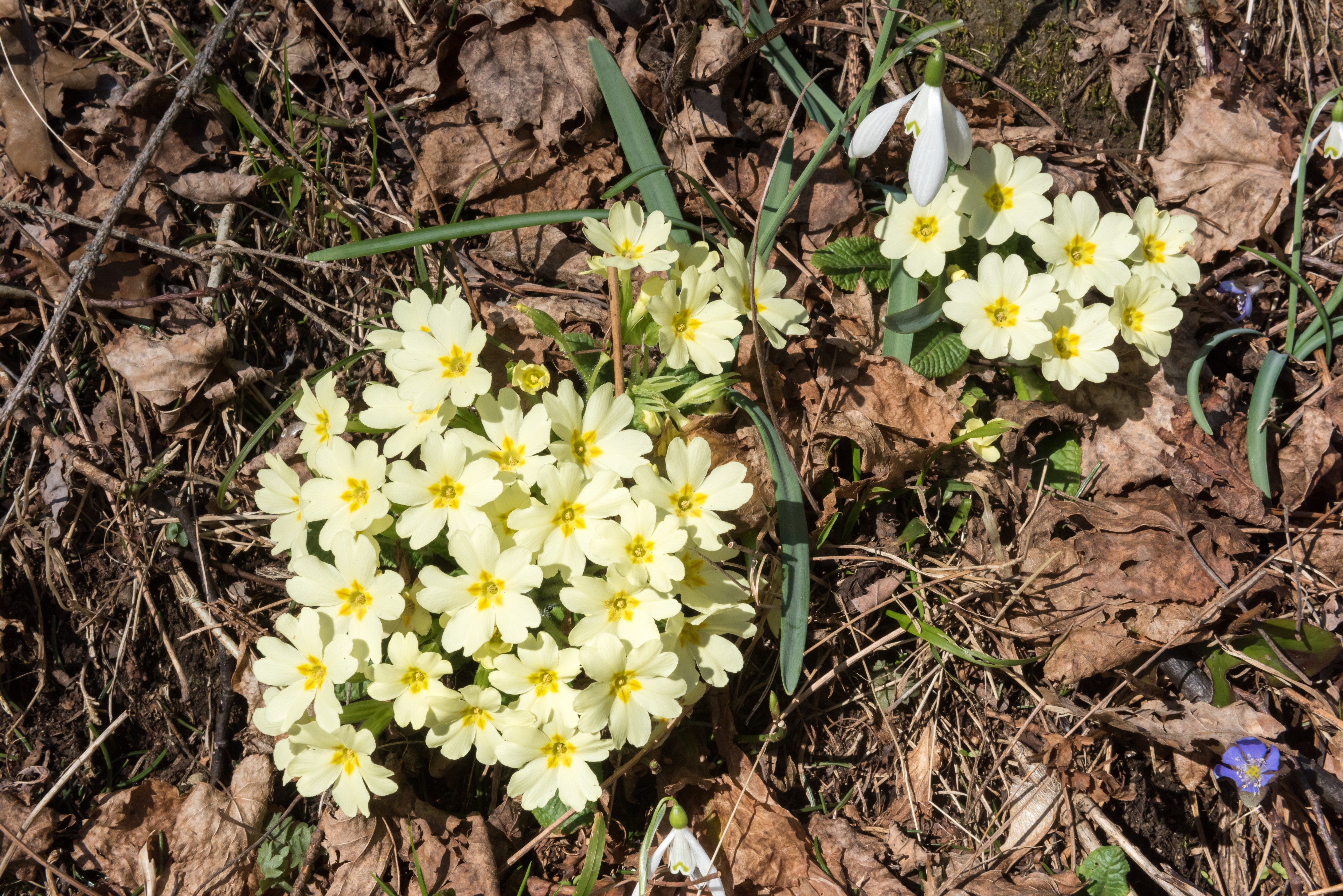 Flitsch oesterr-ungar Frontlinie Primeln und Schneegloeckchen 10032015 0656