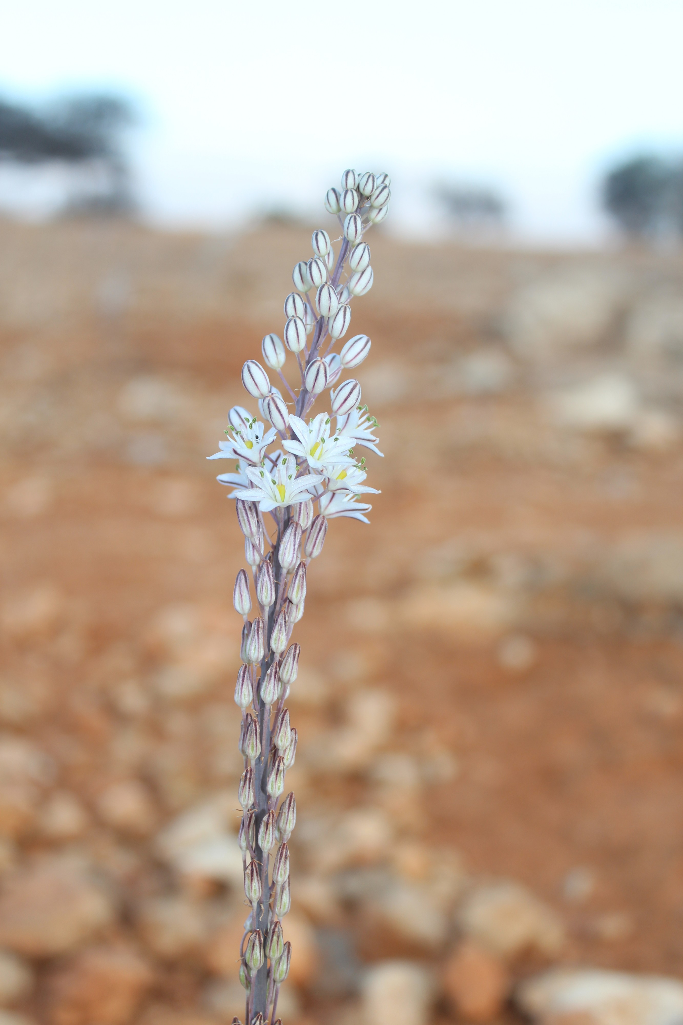 Flor bla